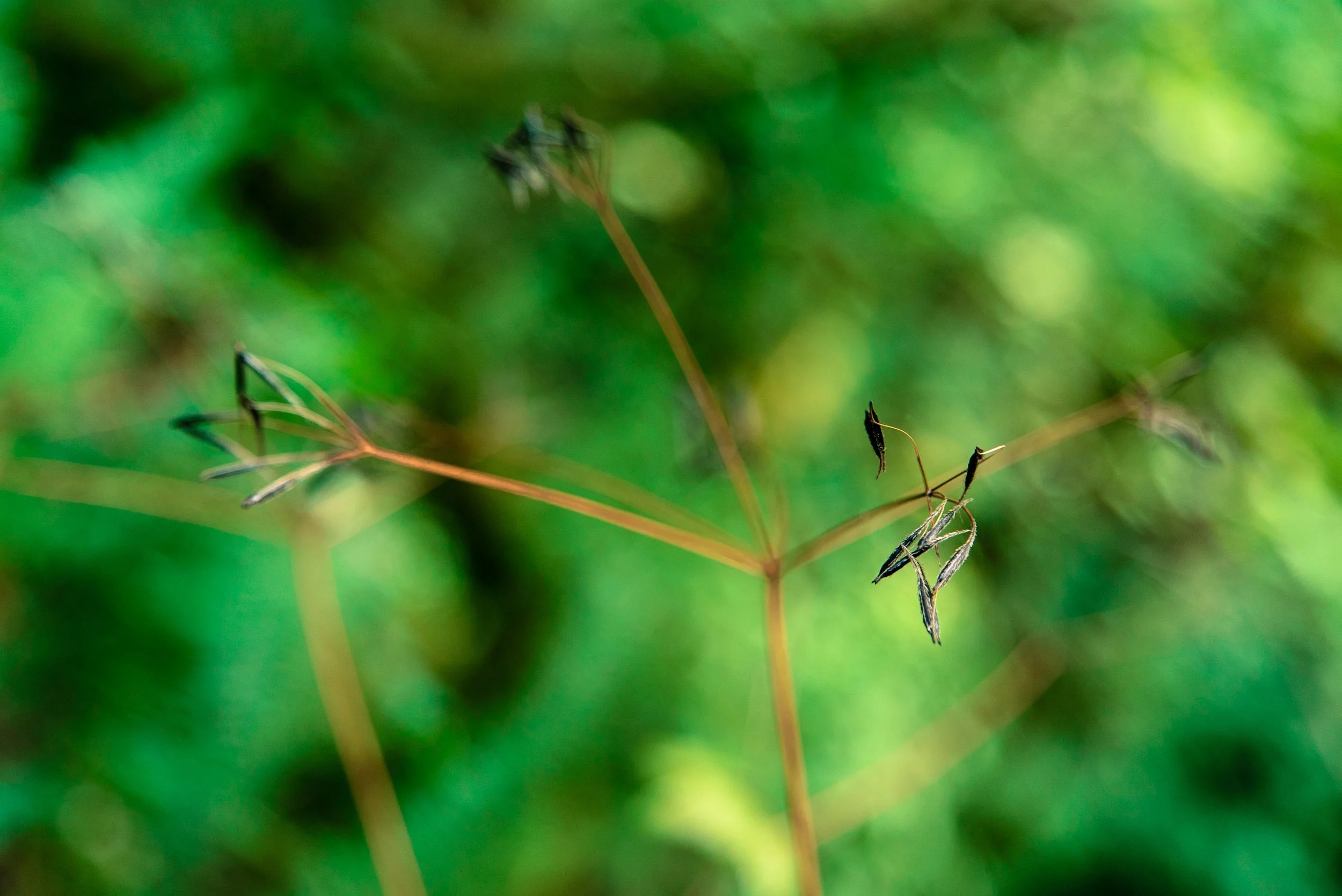  Portland, OR  Sony A7S 