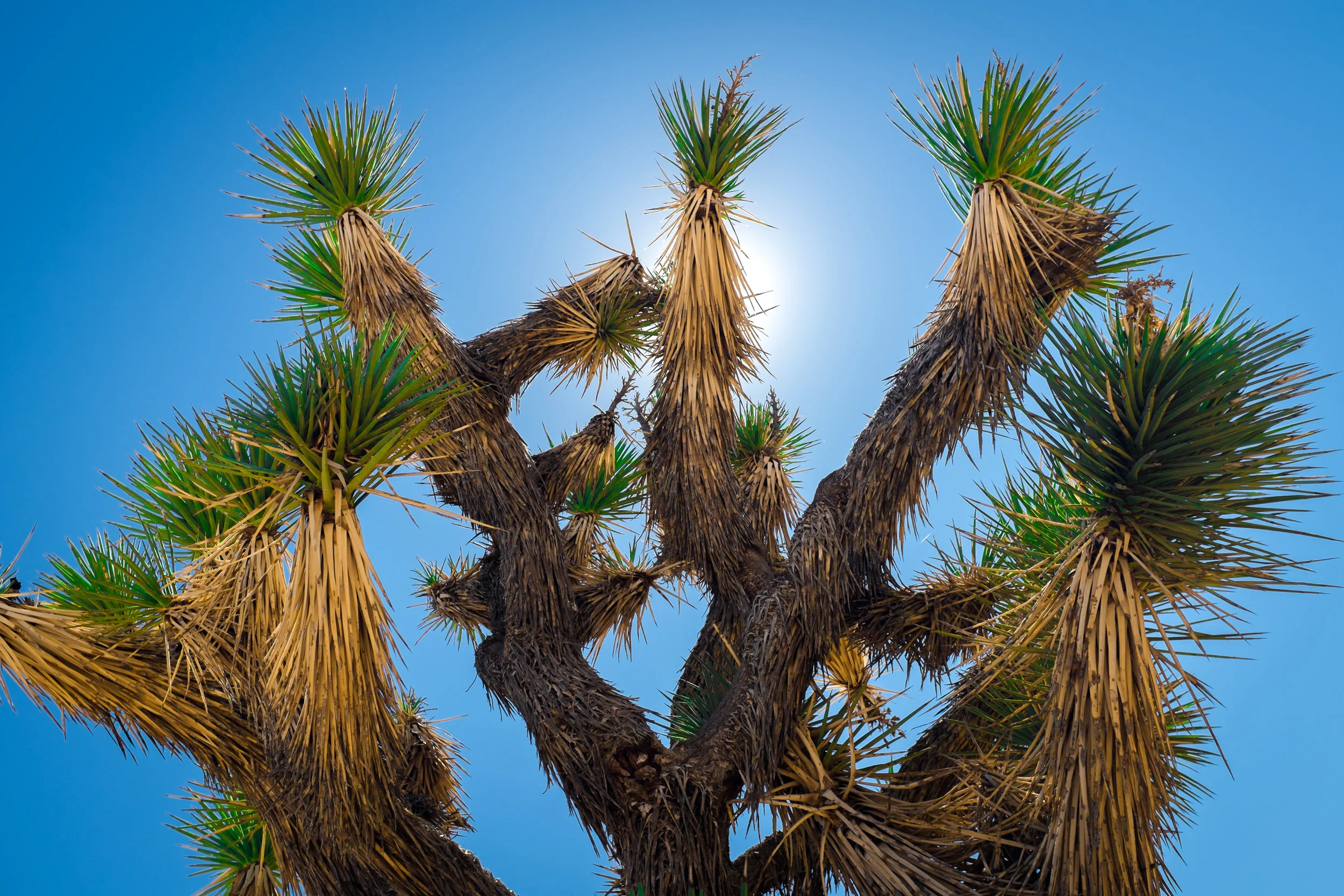  Joshua Tree Park, CA  Fujifilm X100T 