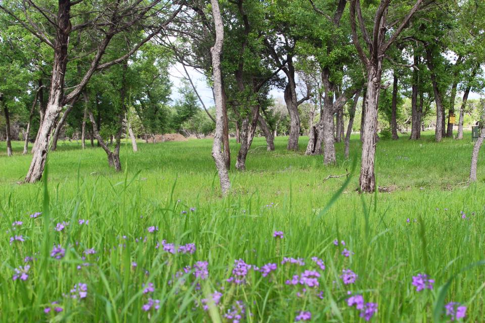 Horse boarding in Austin Texas | Coraggio Equestrian | Where to board your horse in Austin