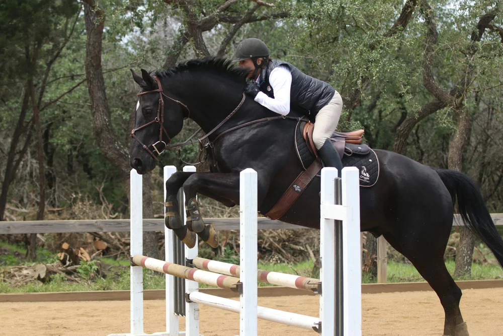 eventing horses for sale in texas