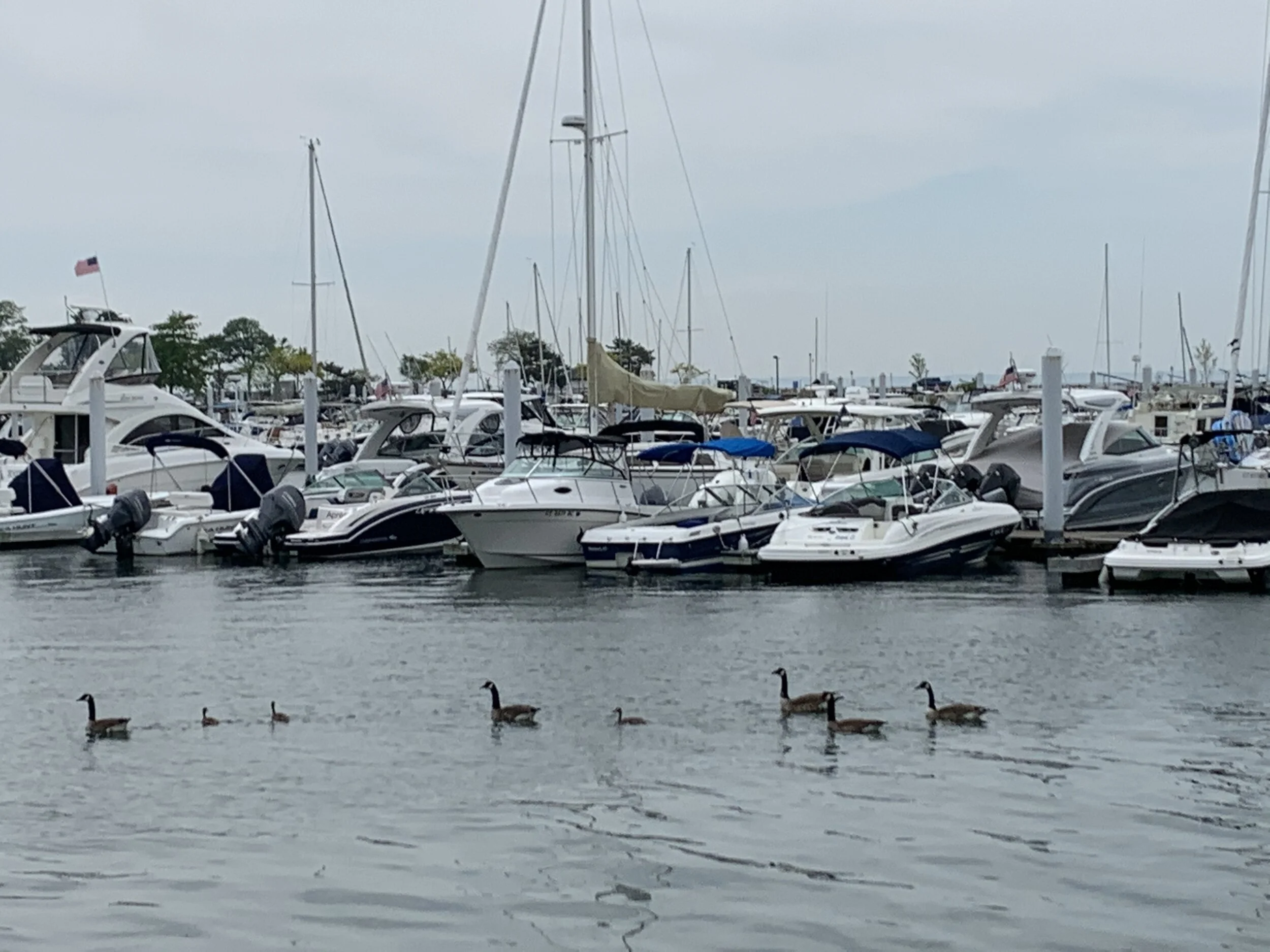 NED DIMES MARINA credit tracynewman.jpg