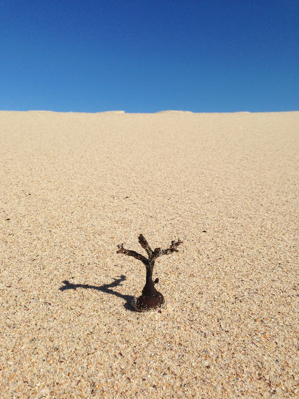 Zode Kinesiology Tree of Life