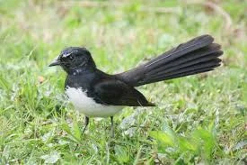 Willy Wag Tail