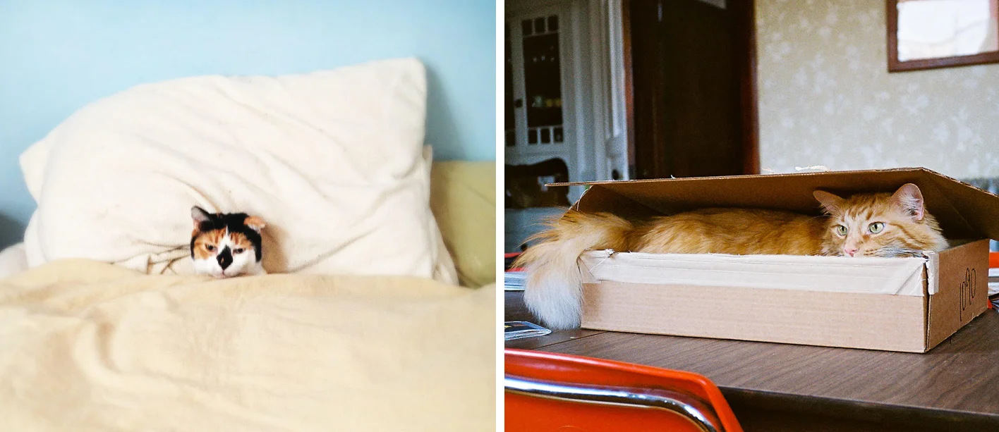 These are our cats: Alice and Manny! When we aren't on the road shooting lovely people, we are snuggling with these two furry monsters!