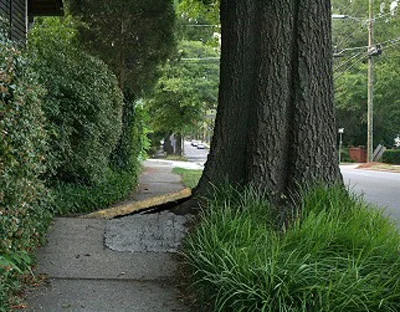 tree_root_sidewalk.jpg