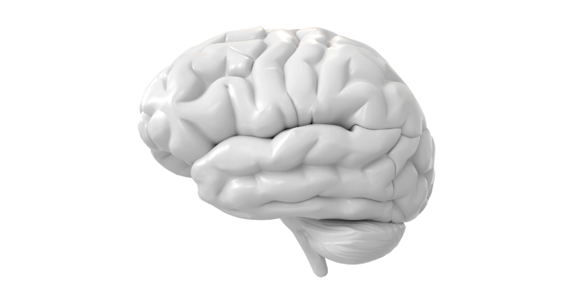 brains2.png