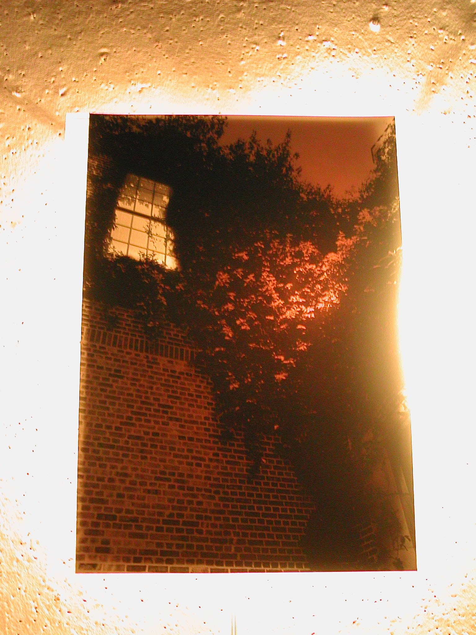 backlit windows 2.JPG