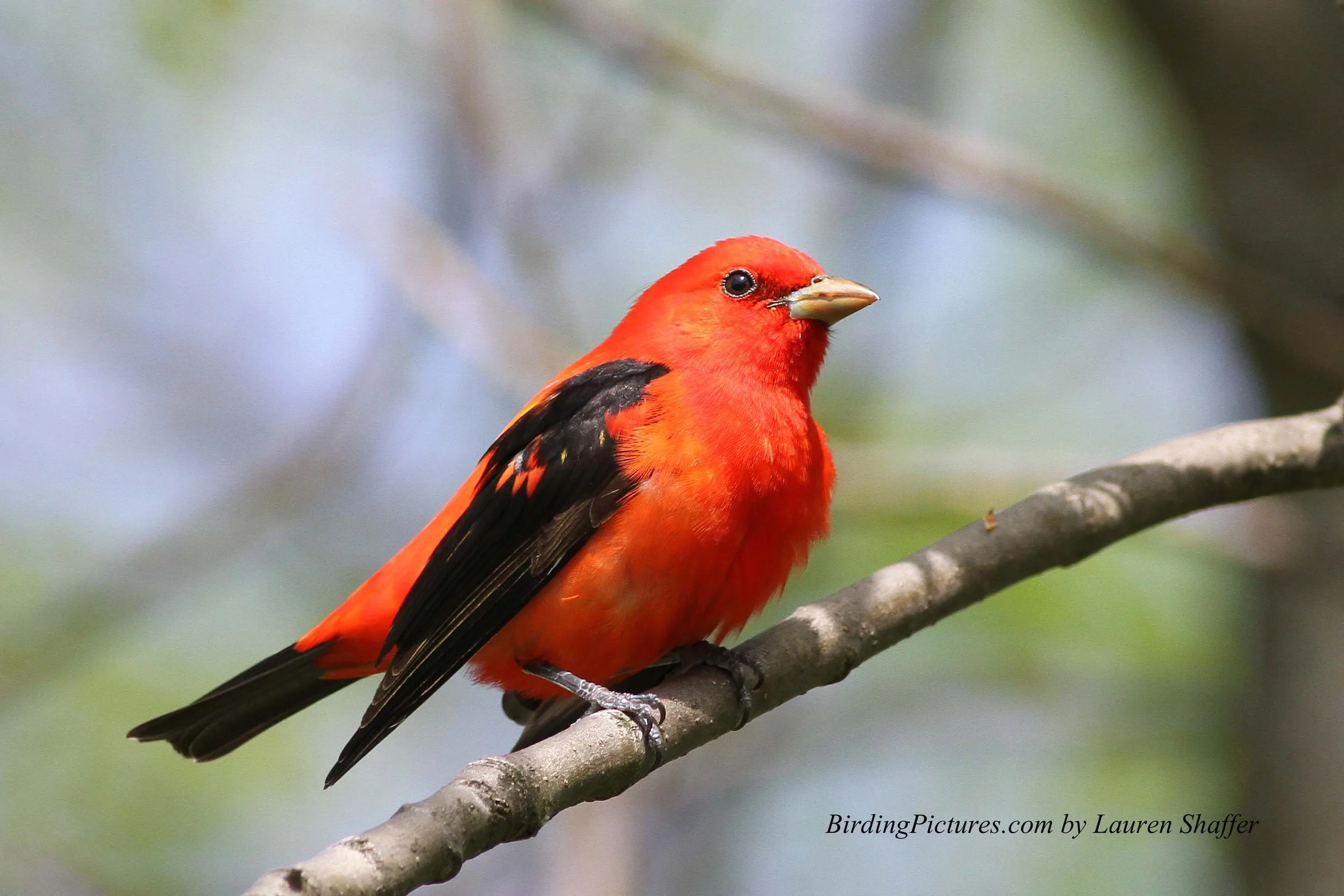 Scarlet-Tanager_9127-2665331769.jpg