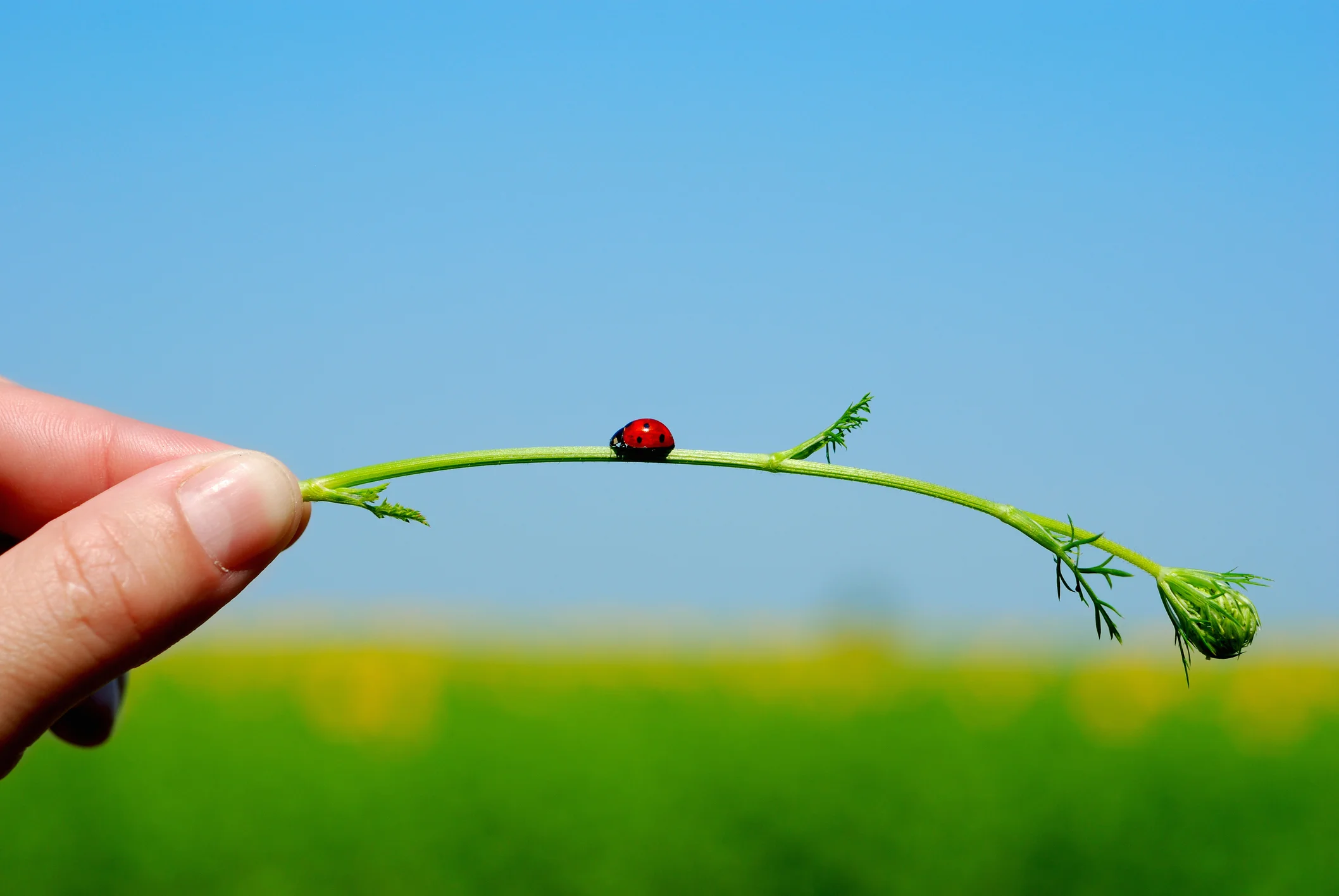 Green Eco Friendly Pest Control Delaware Integrated Pest Management Ecoarmour Pest Company Ecoarmour Pest Company