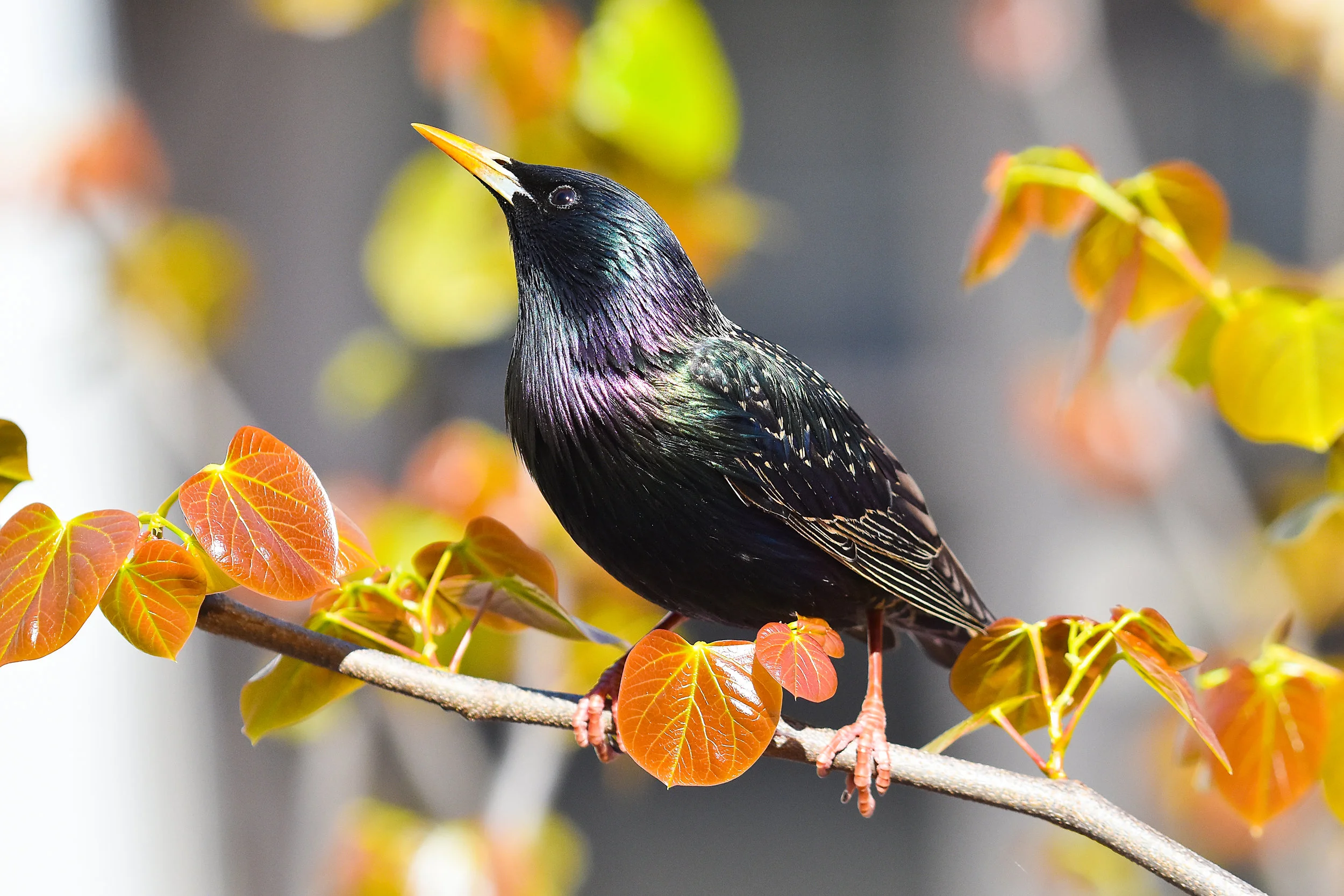 Pest Bird Removal and Control