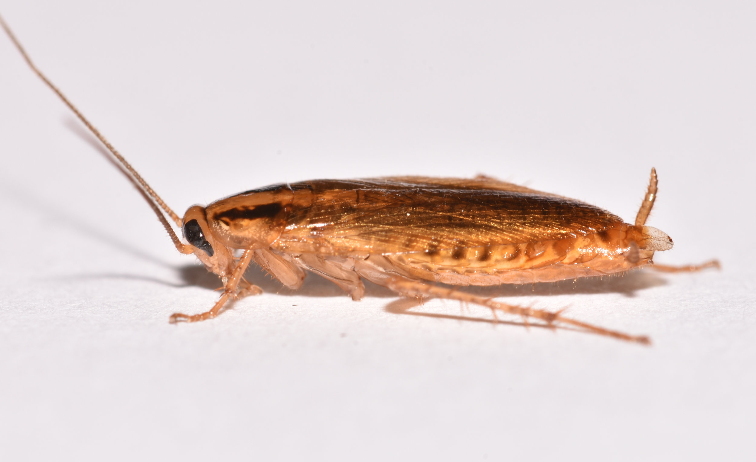 Pest Cockroach Control