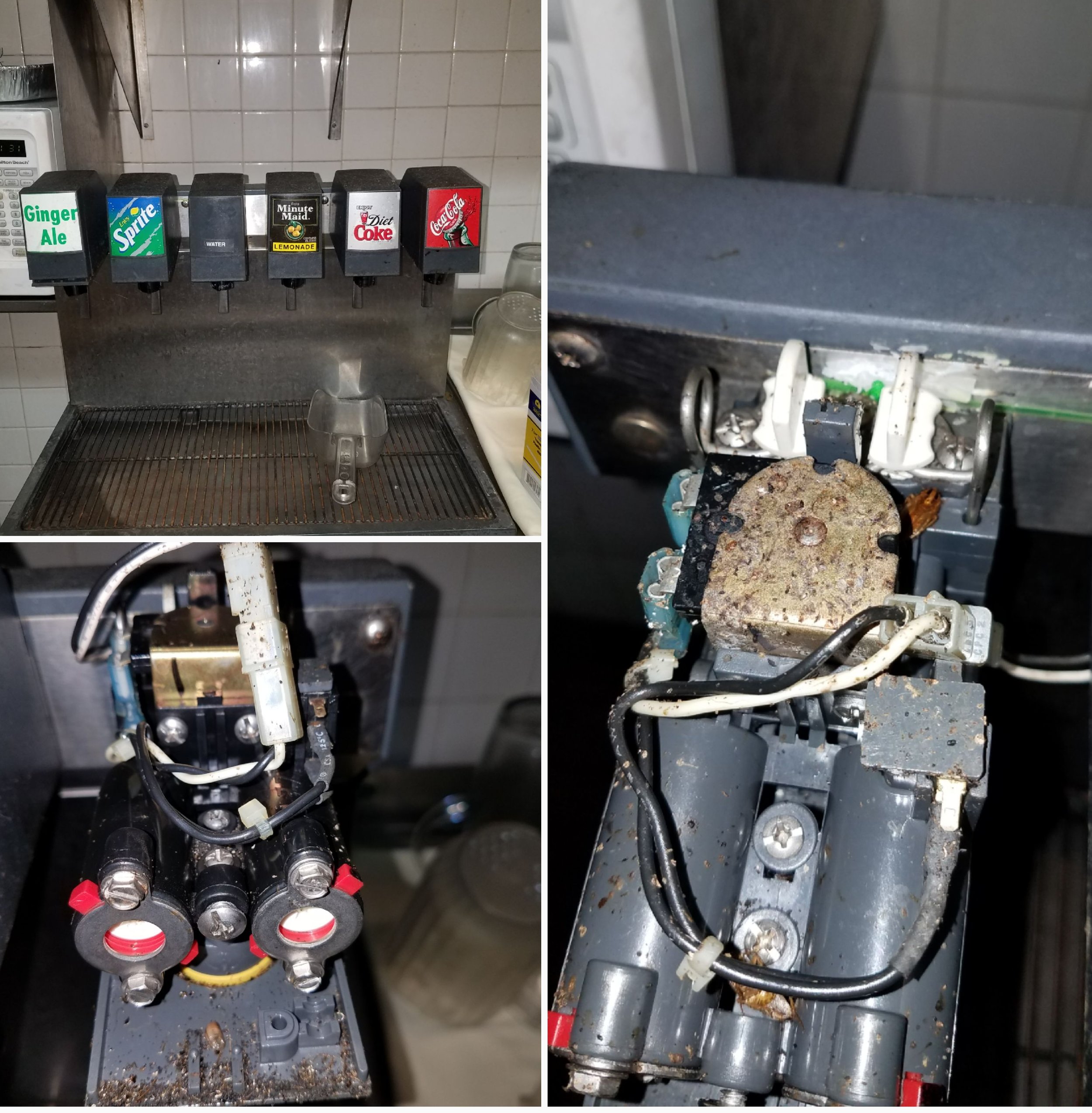 cockroach nesting soft drink dispenser