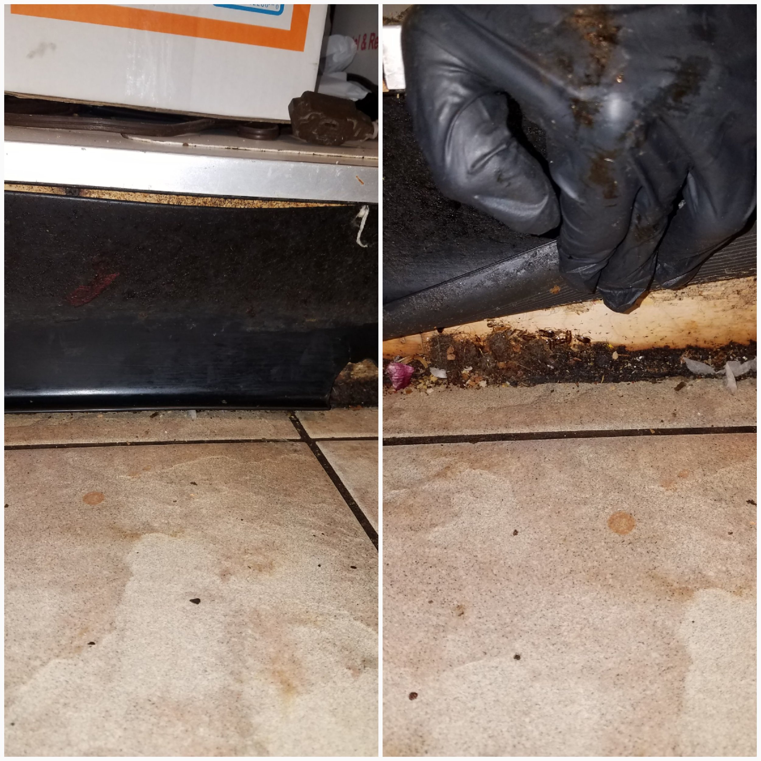 cockroaches nesting behind baseboard