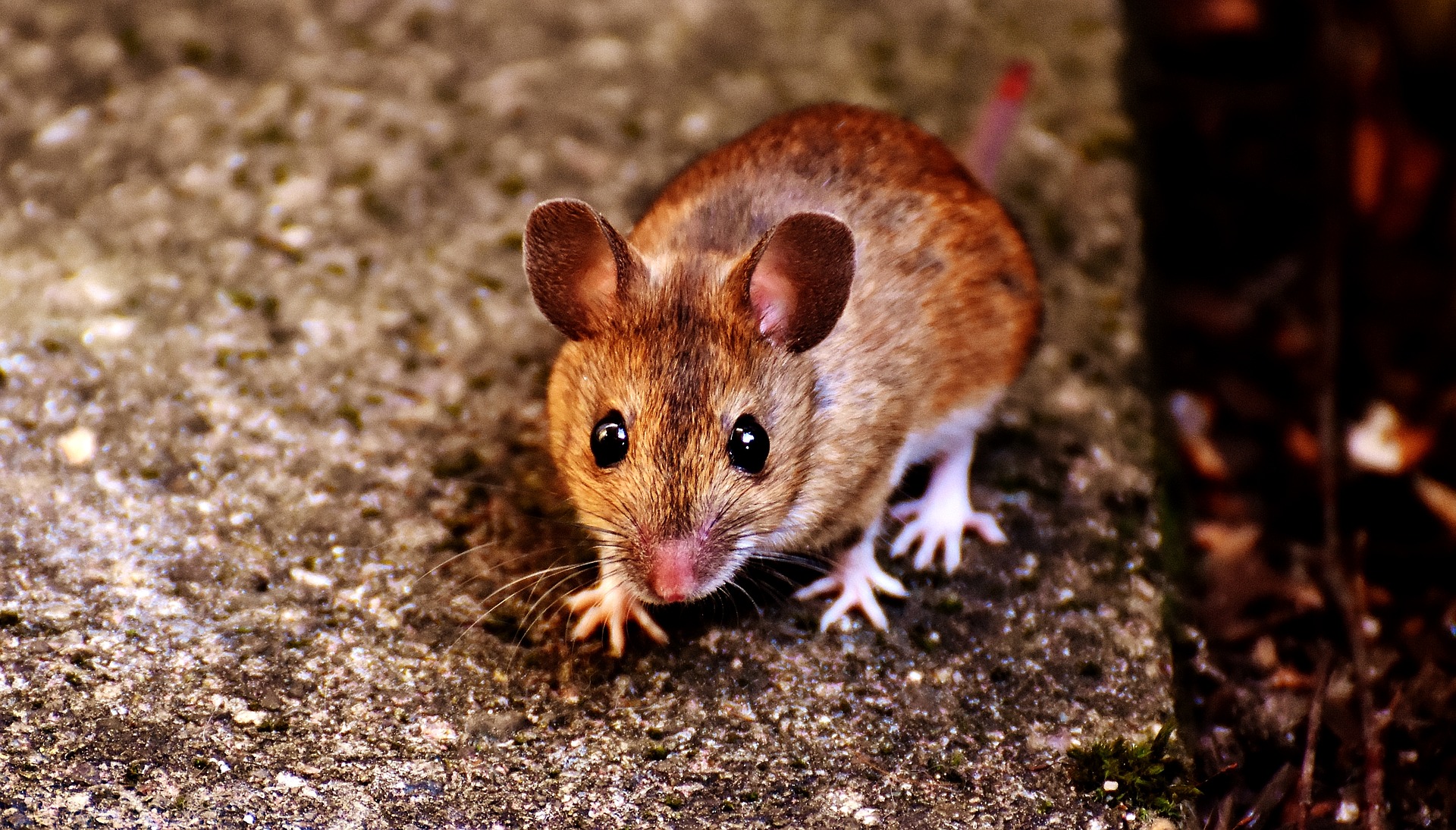 Pest Mice Control