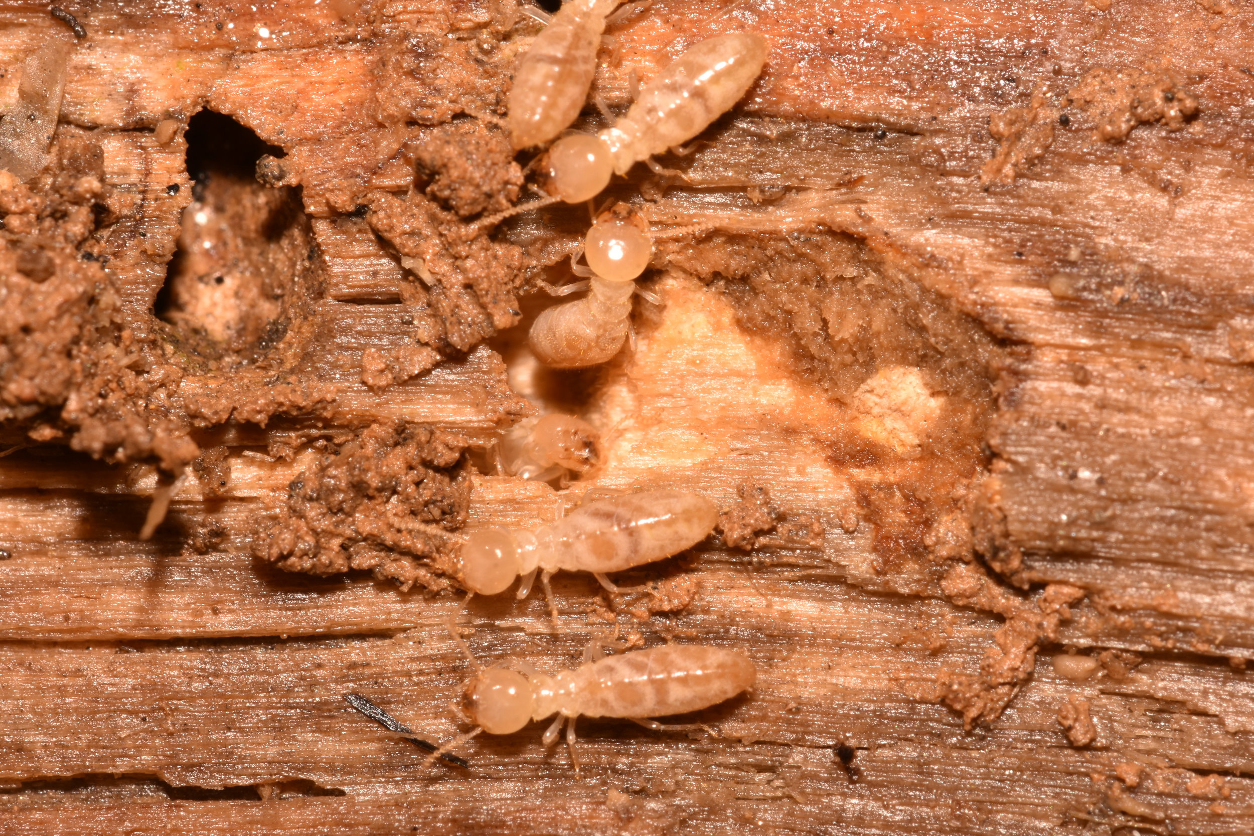 What Are The Different Types Of Termite Treatment Options Offered In Pike Creek DE?