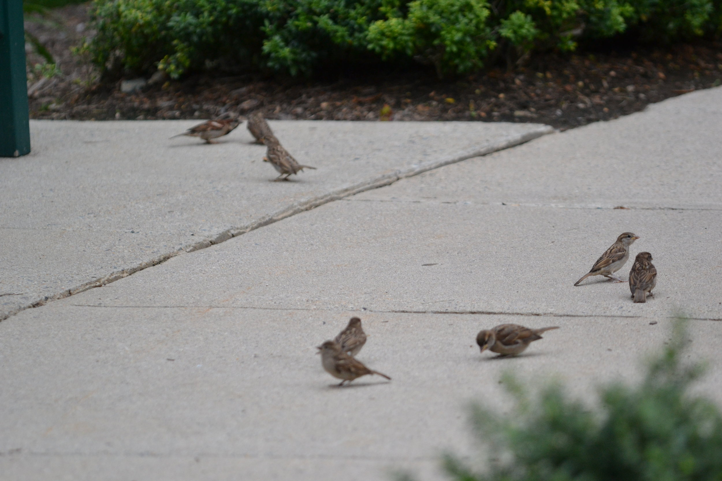 Delaware Bird Removal And Control Sparrow Birds In Vent Ecoarmour Pest Company Ecoarmour Pest Company