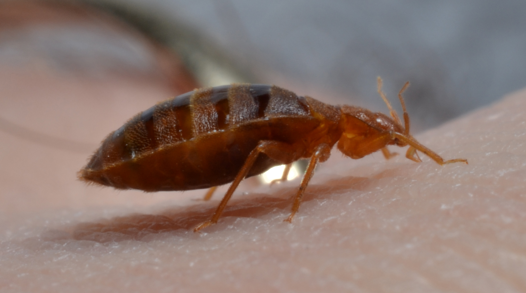 Pest Bed Bug Control