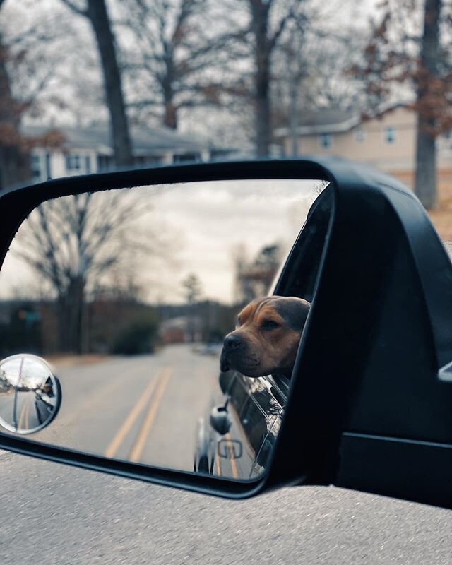 Rollin down the street smokin indo, sippin on gin and juice... laaaid back... Chevy is a huge @snoopdogg fan obviously. 🐶

#chevygthebully #bulliesofinstagram