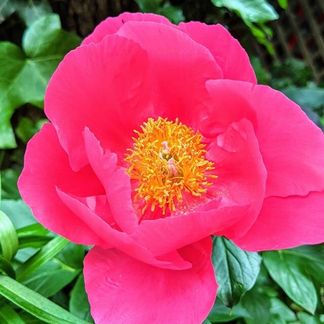 Swipe to rewind this bloom from our garden💮

We've recently enjoyed a wonderful bloom of the first peonies we established here in the garden. Patience is the key with these, as once they are established they can bloom for 100 years.

They're also pl