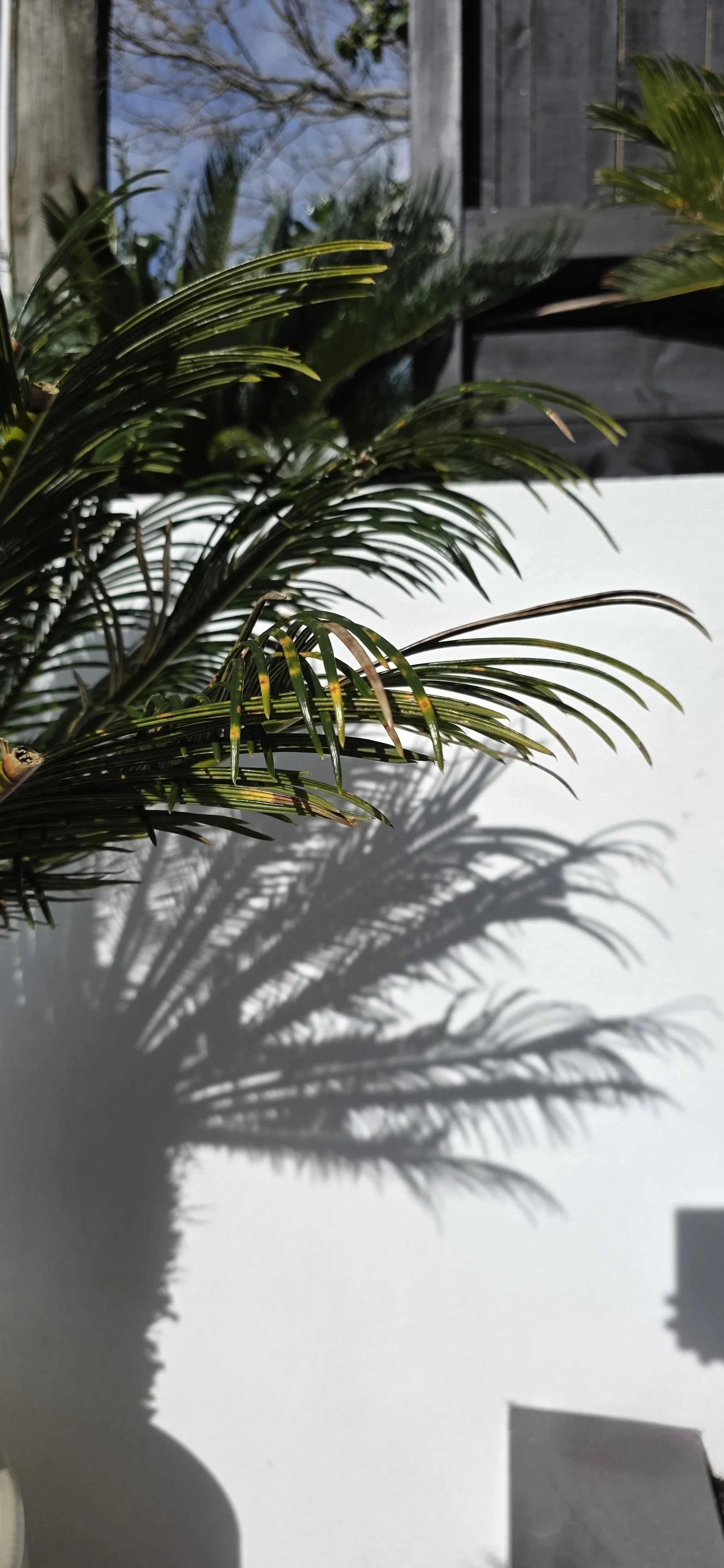 10x10_Architecture_Aroha_Sandringham (11).jpg