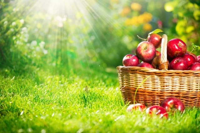 Apples_basket_light.jpg