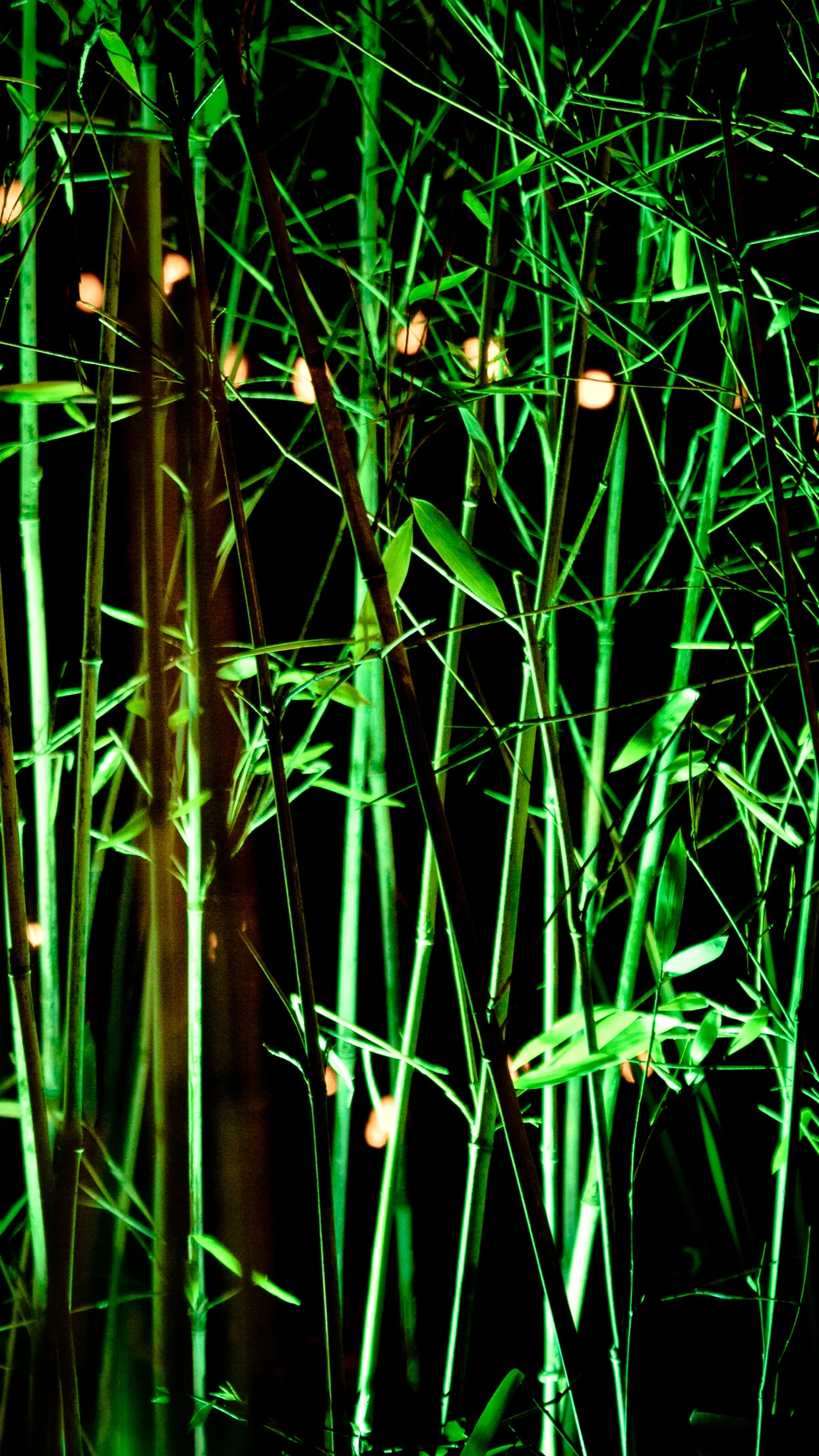 bamboo-100.jpg