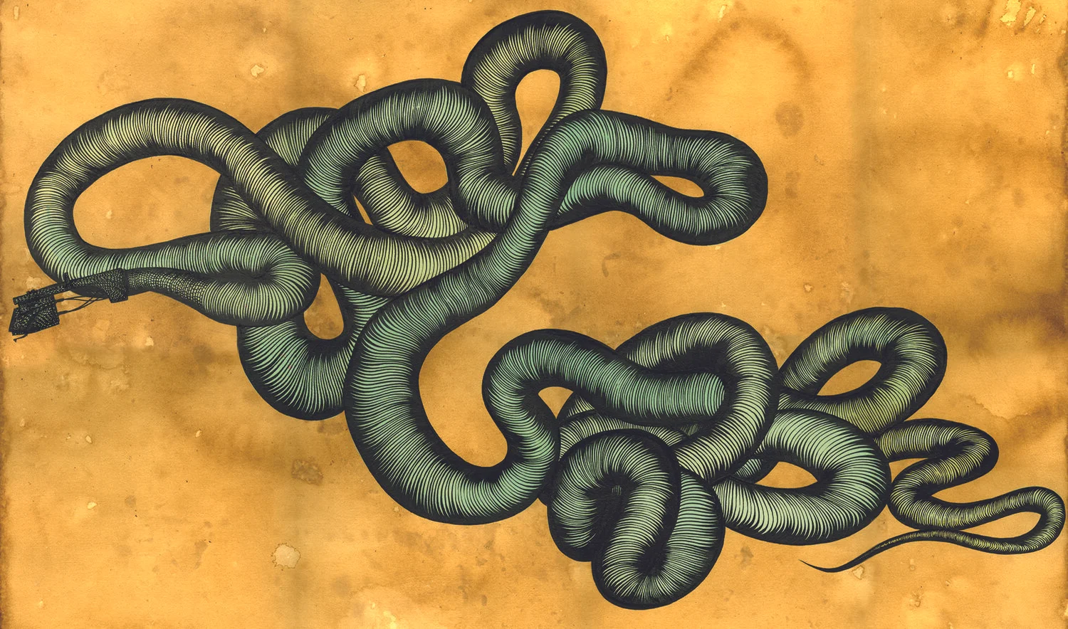 snake2 14 x 8.25.jpg