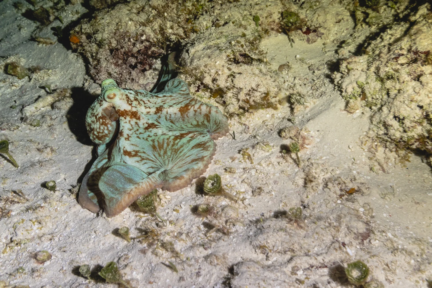 Bajo el mar-00023.jpg