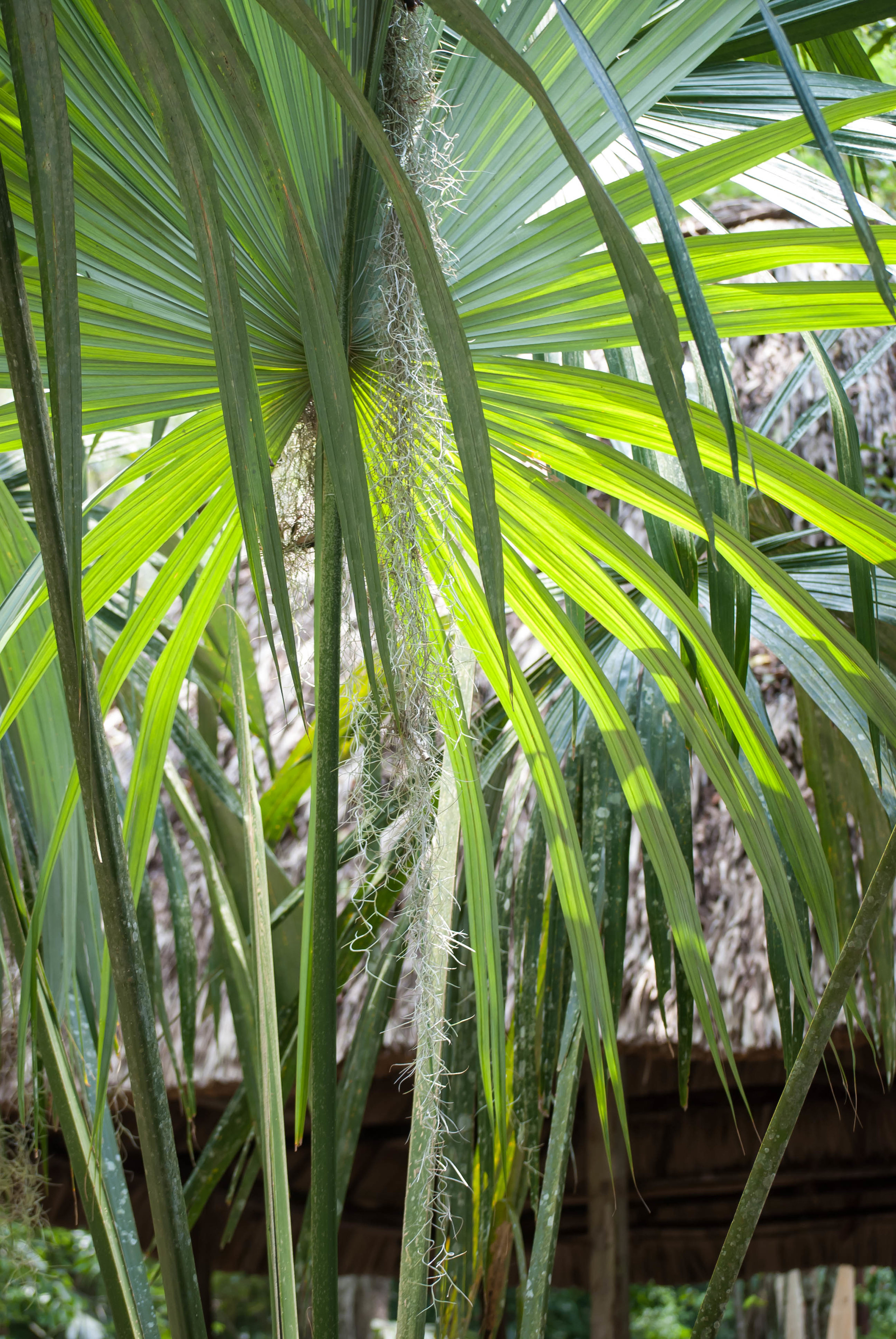 2008 guatemala palms 1 V1.jpg