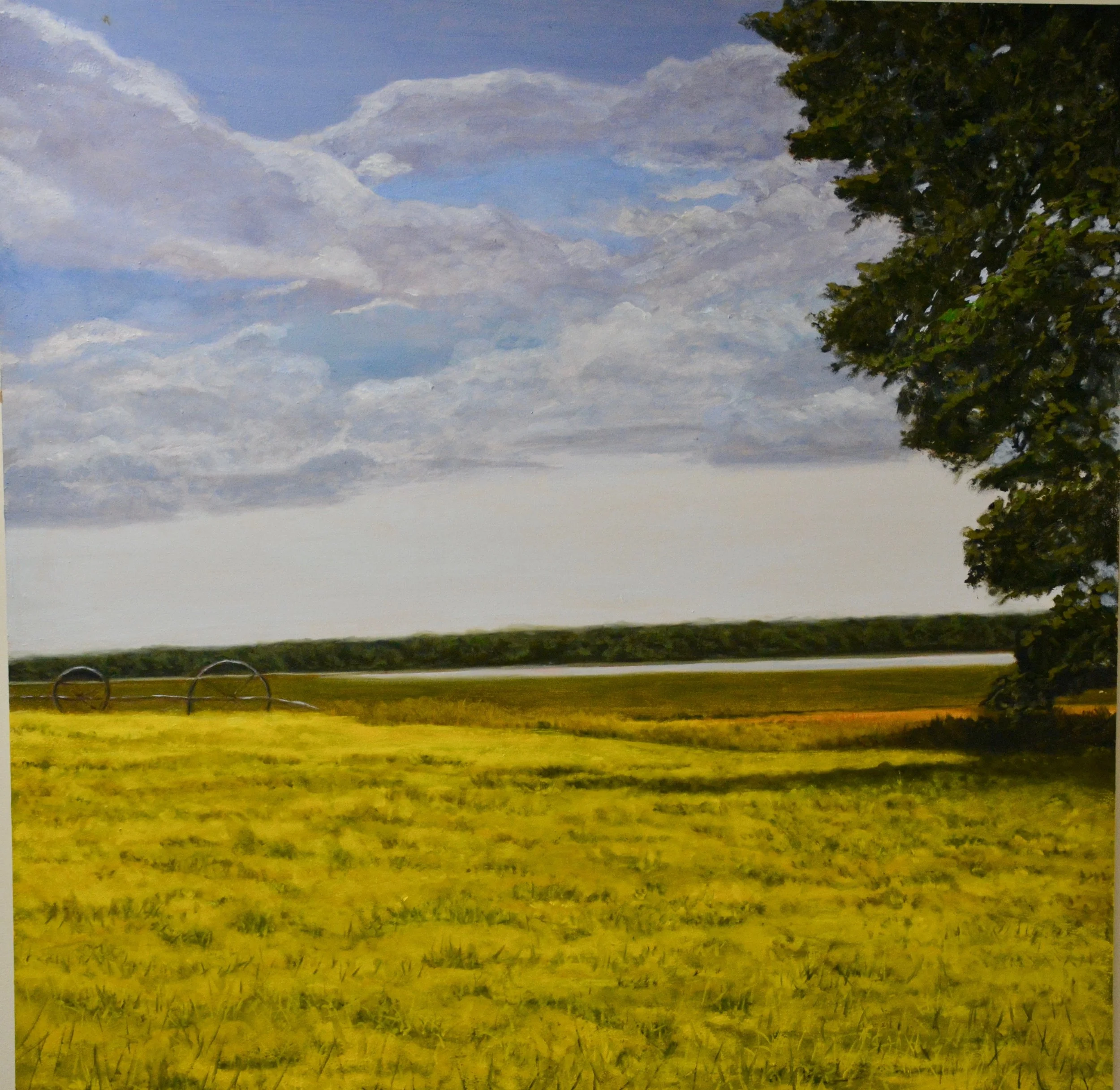 mustard field