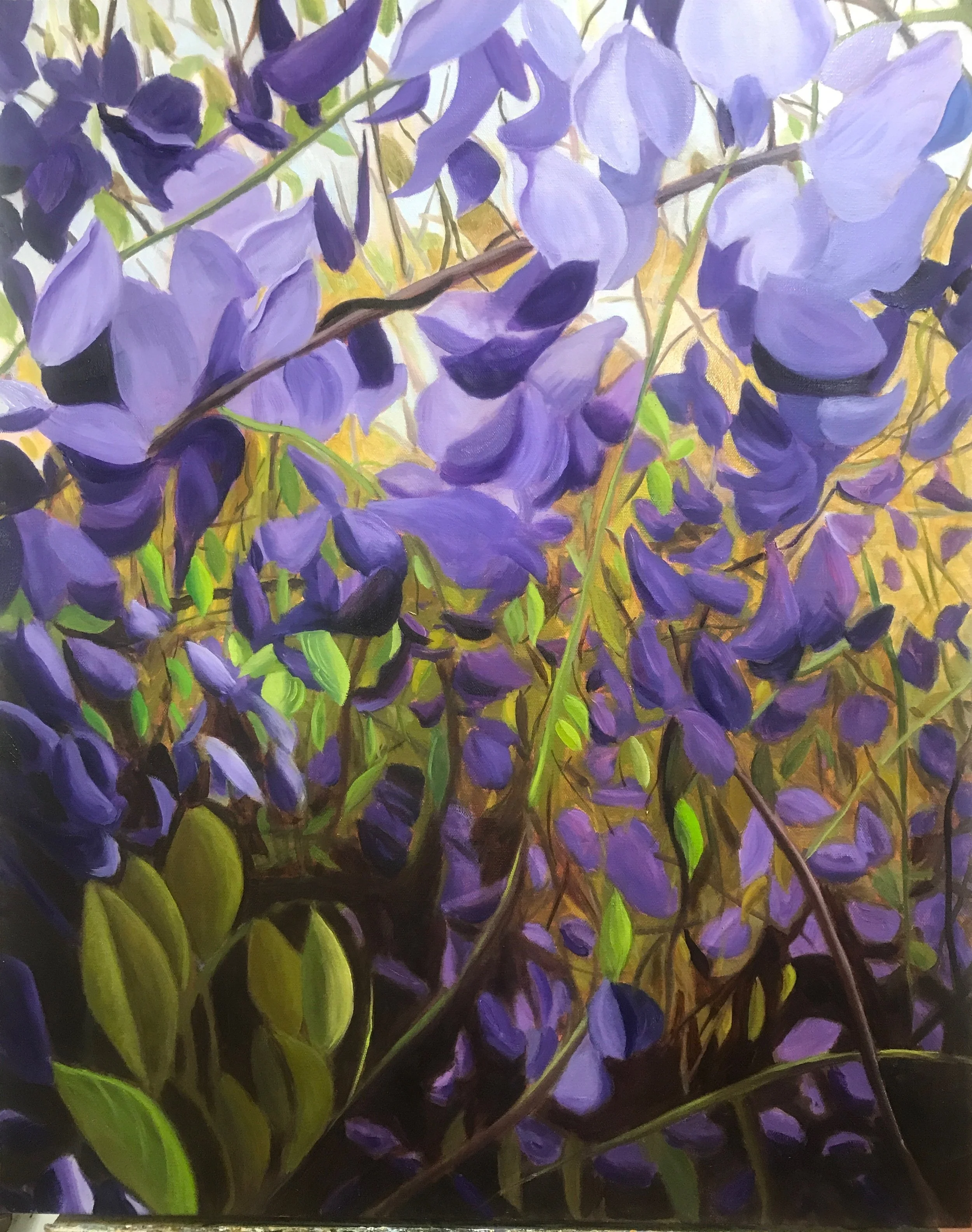 wisteria