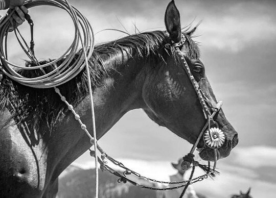 Doug Wilkerson&rsquo;s horse sporting the Las Margaritas bit from @theoldspanishtradingco  at @theoutsidecircleshow roping.  Look closer and you&rsquo;ll see that it&rsquo;s a ring bit. Now available on my website for custom orders with your choice o