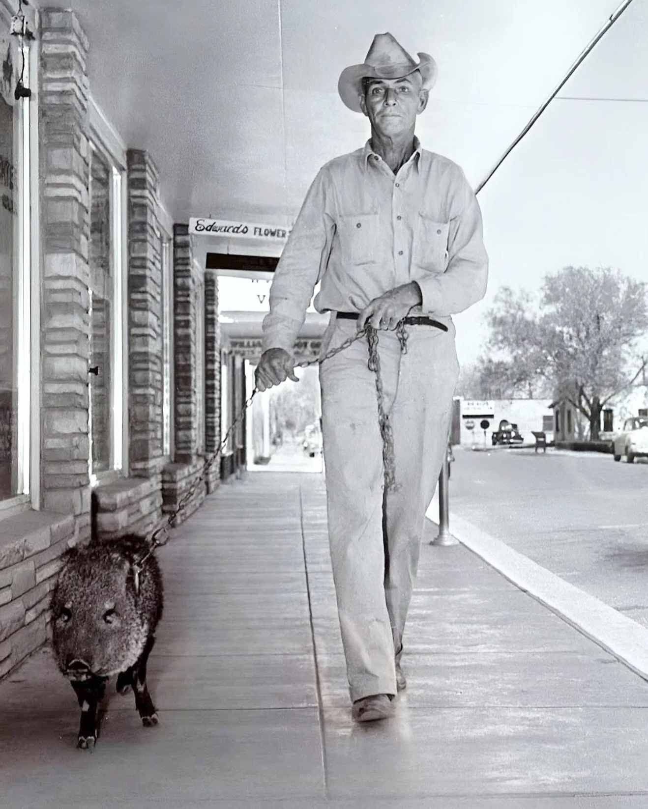 **Only in Texas. A man walks his pet javelina down 6th street in Alpine circa 1955. This was posted by the Historic Alpine Facebook page, and they asked that if anybody knows this man to please identify him. He looks to be a local and about 50 years 