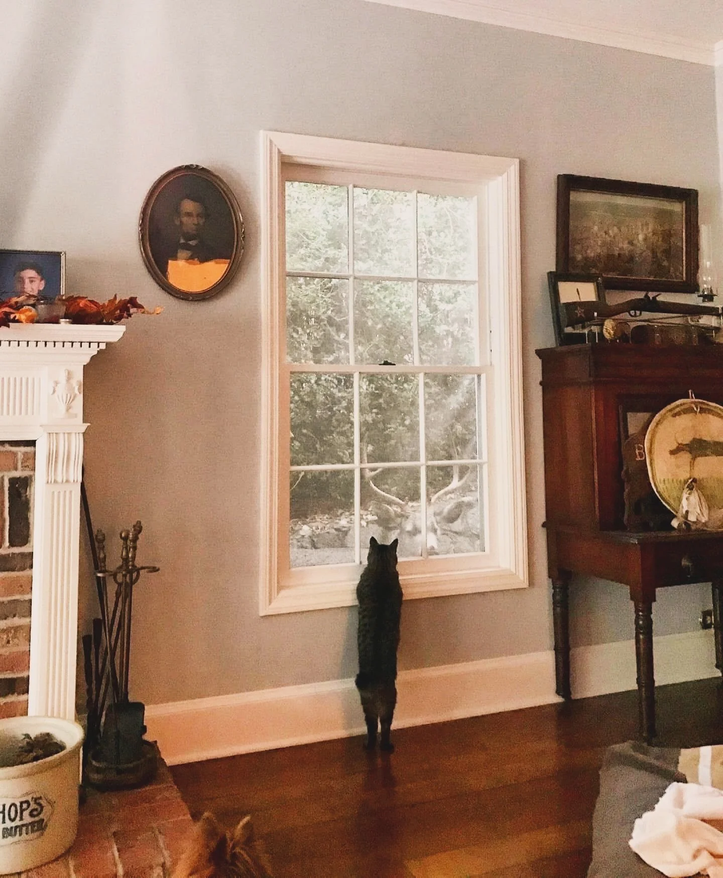 The only trick or treaters I be getting around here 🦌 🎃 🍂 🍁 🌙 🐈 
#muledeer #halloween #spookyseason #forestfinds #muledeerbuck
