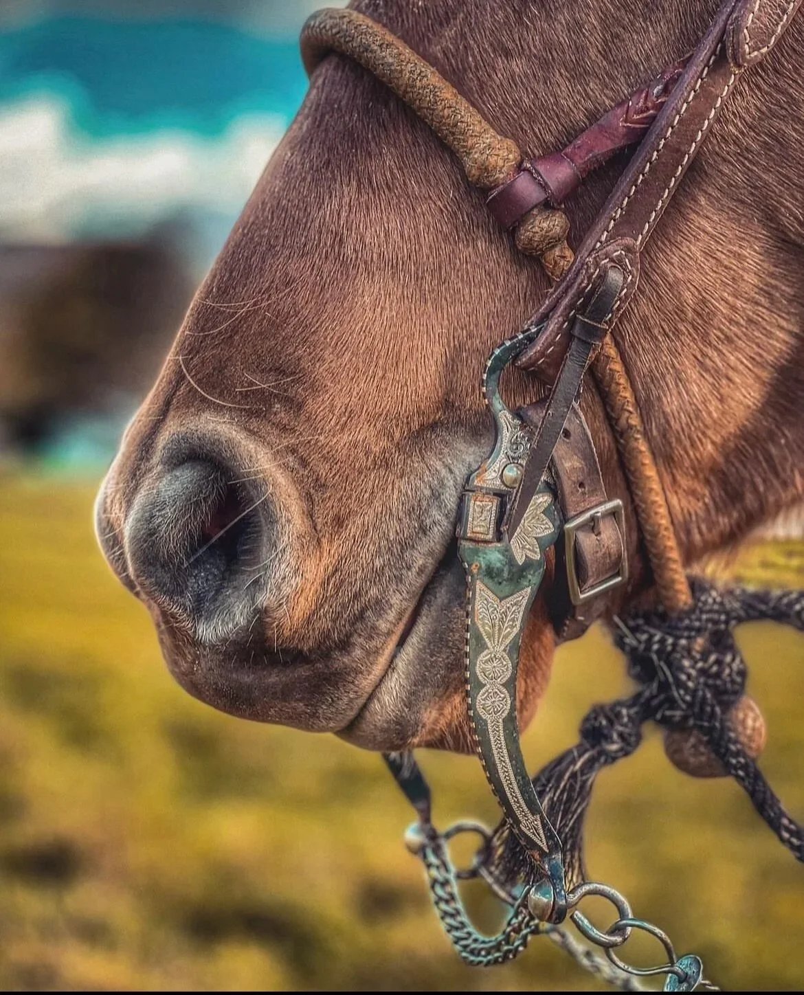 ✨ Shooting Arrow Nevada cheek bit ✨
An original Old Spanish Trading Company design. A beautiful balanced Nevada cheek bit with a sterling silver arrow engraved in a very old pattern and style. Shown in French Grey finish.  Available for custom order 