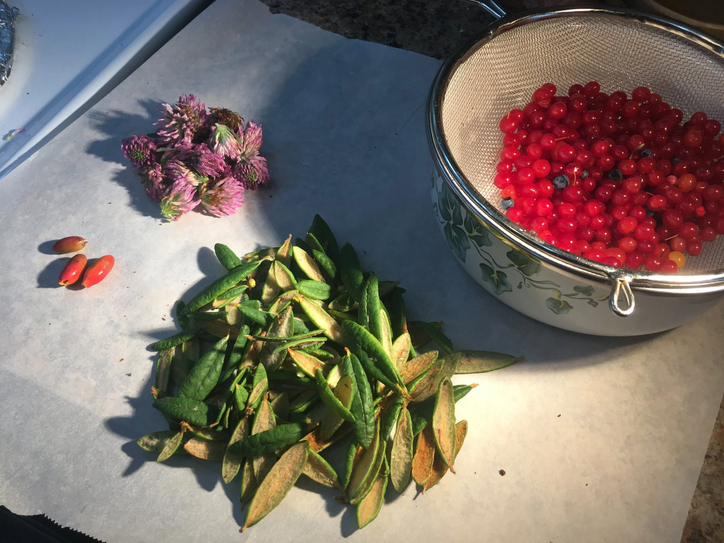 Indian Beach Healing Gathering &amp; Wild-berry Jam. 