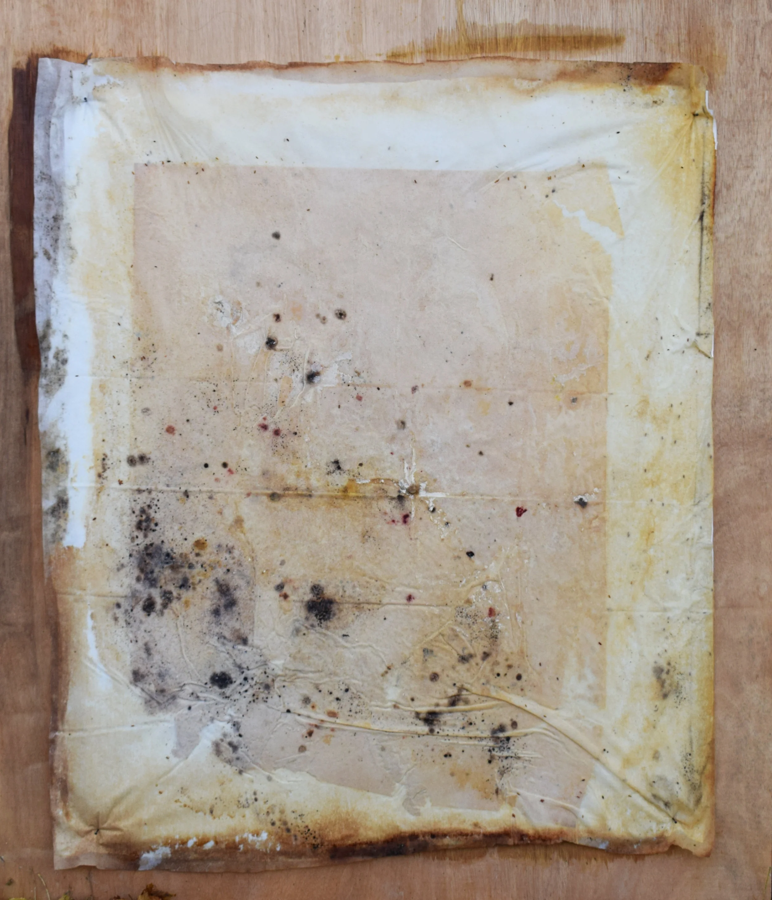 Portrait of a dough (2016) 101 x 121 cm In the beginning of October 2015, I assisted the dough in making this drawing. I dipped a paper in growing medium and placed pieces of the dough on the paper. Since then the mold have grown out over the paper, telling a story of the dough’s experience of the world.