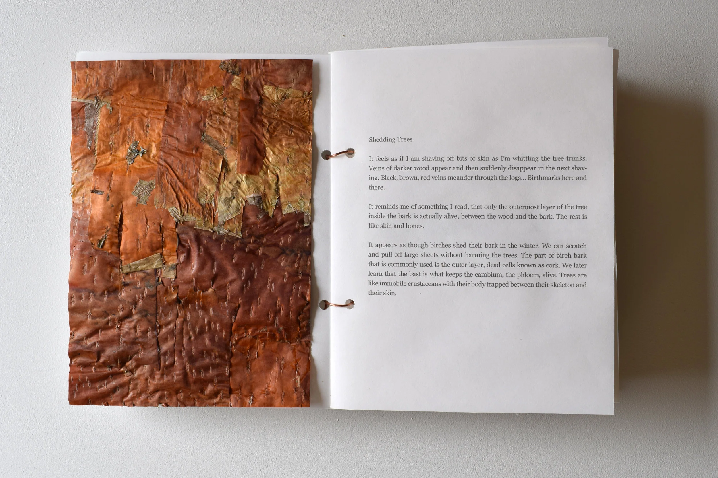 Birch bark