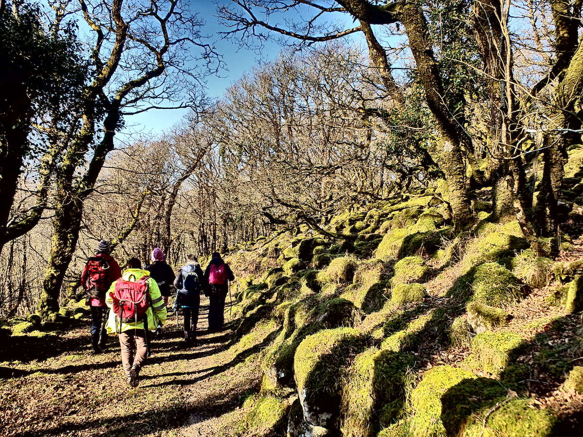  On the old tram tracks through the oak woods 