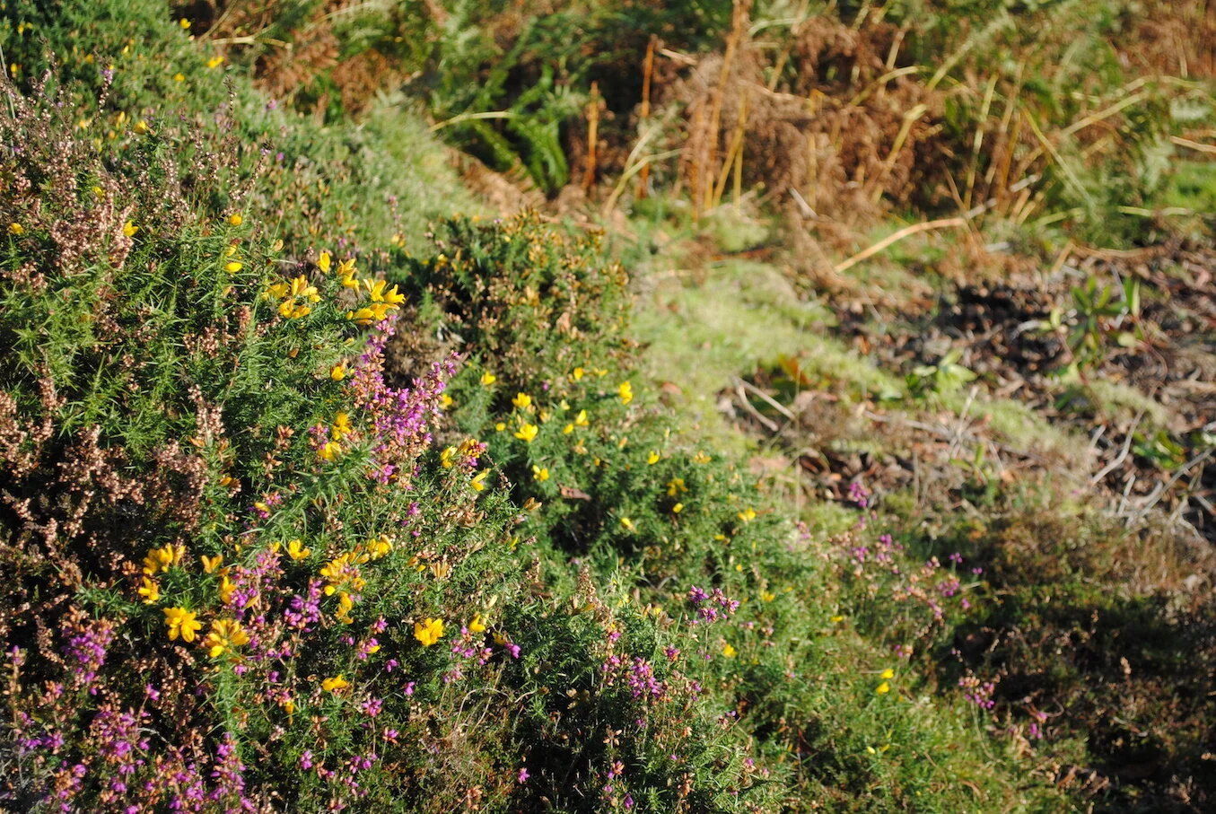 COVID-19 Grant from Reaching Communities