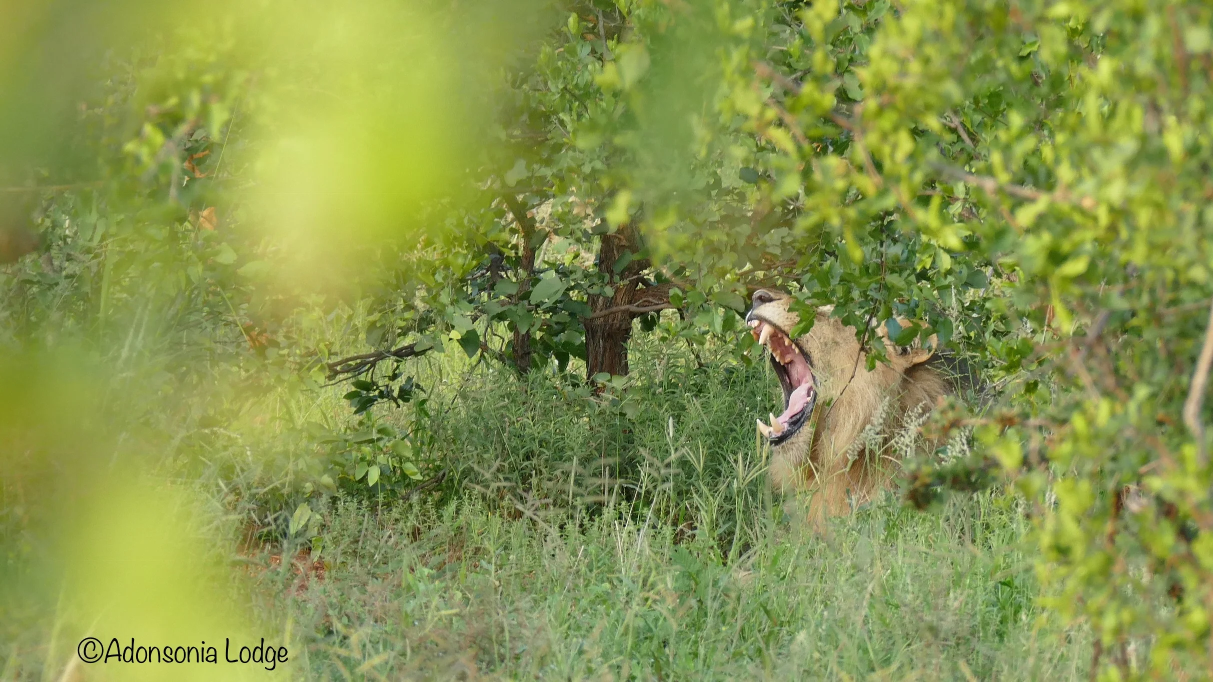 190209 Male lion at entry .jpg