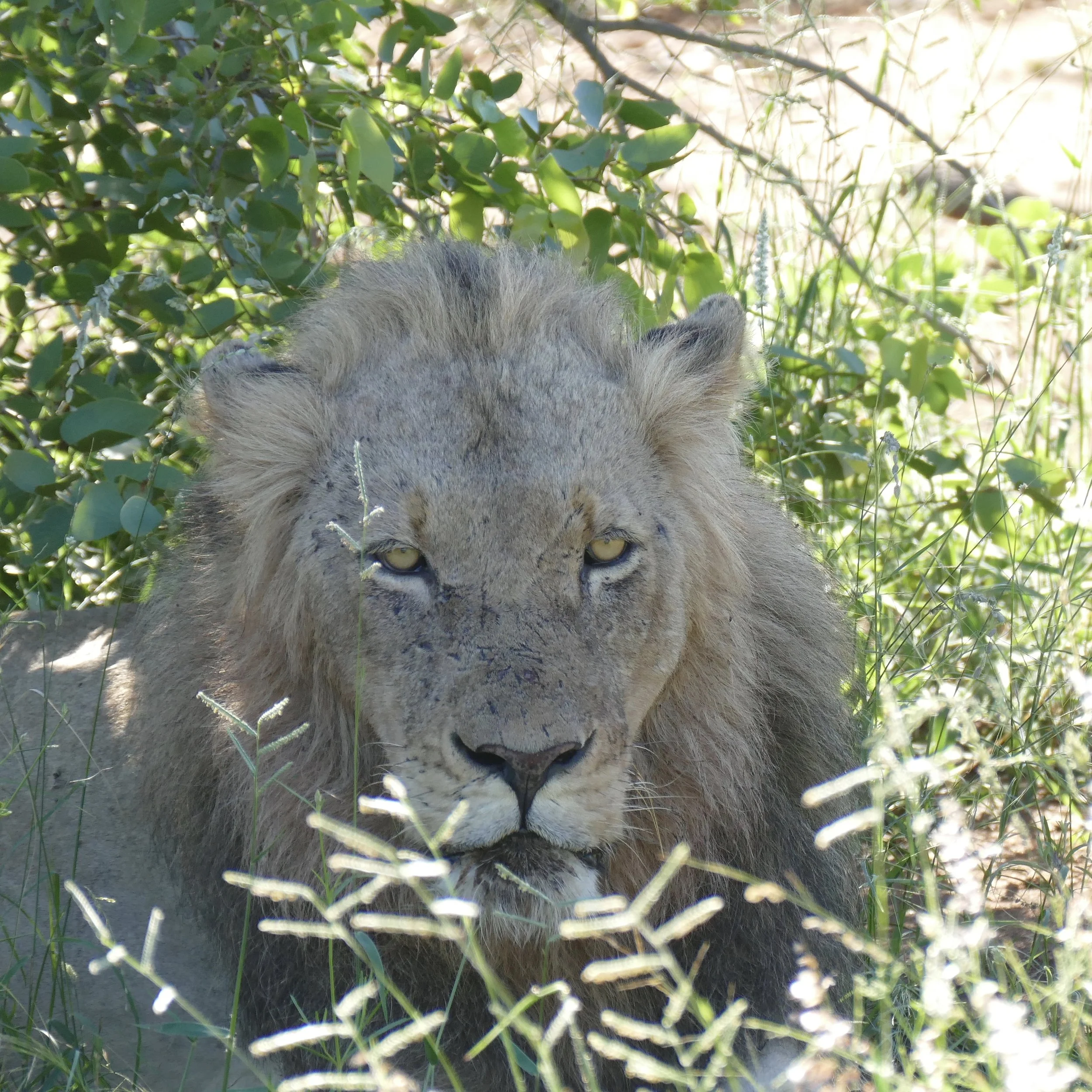 Male lion near the Lodge