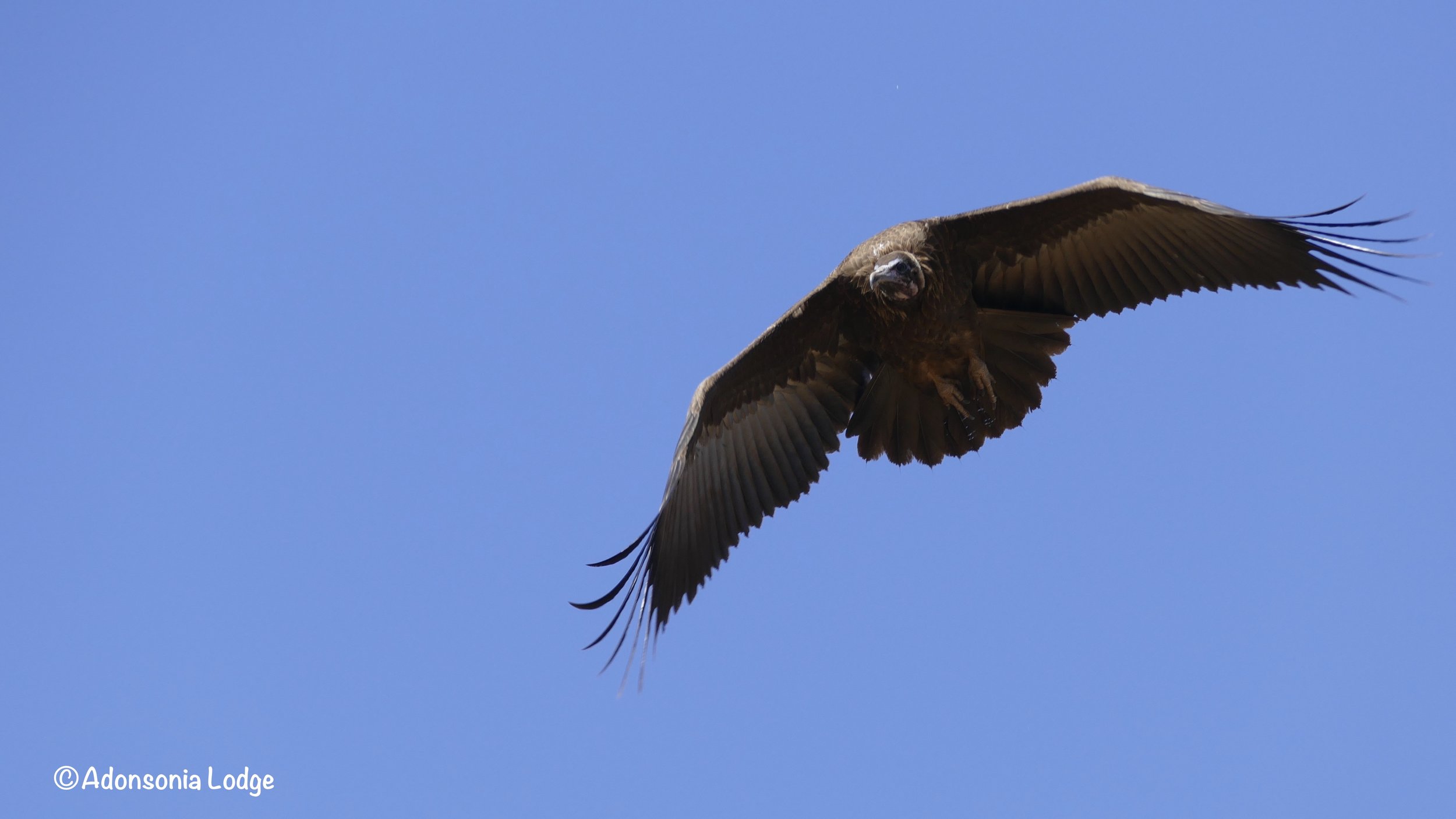 With so many vultures flying around the chances of getting a good shot were fairly high ;) Did you know that a group of vultures in flight is called a kettle of vultures?
