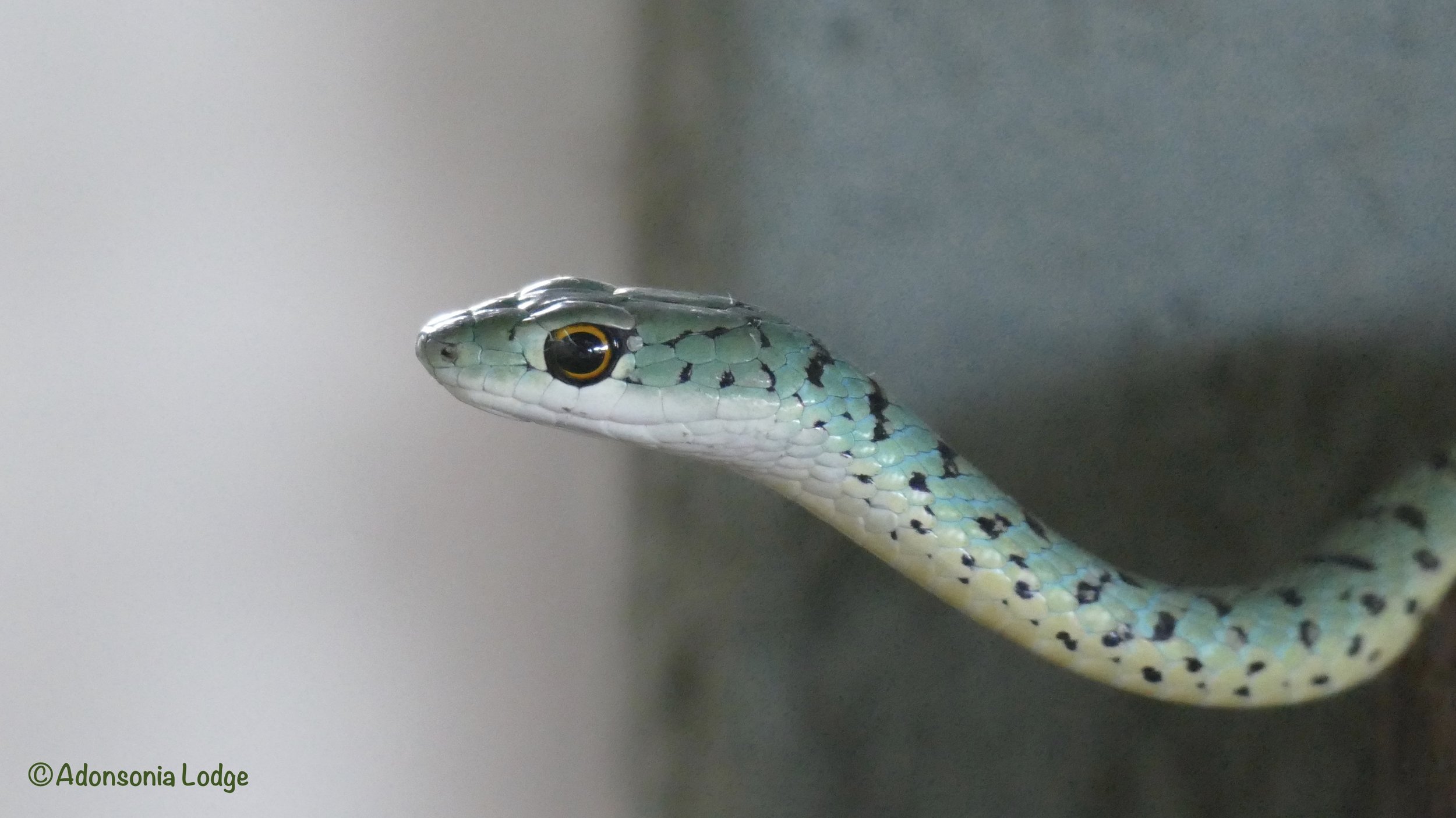 Spotted Bush Snake.jpeg