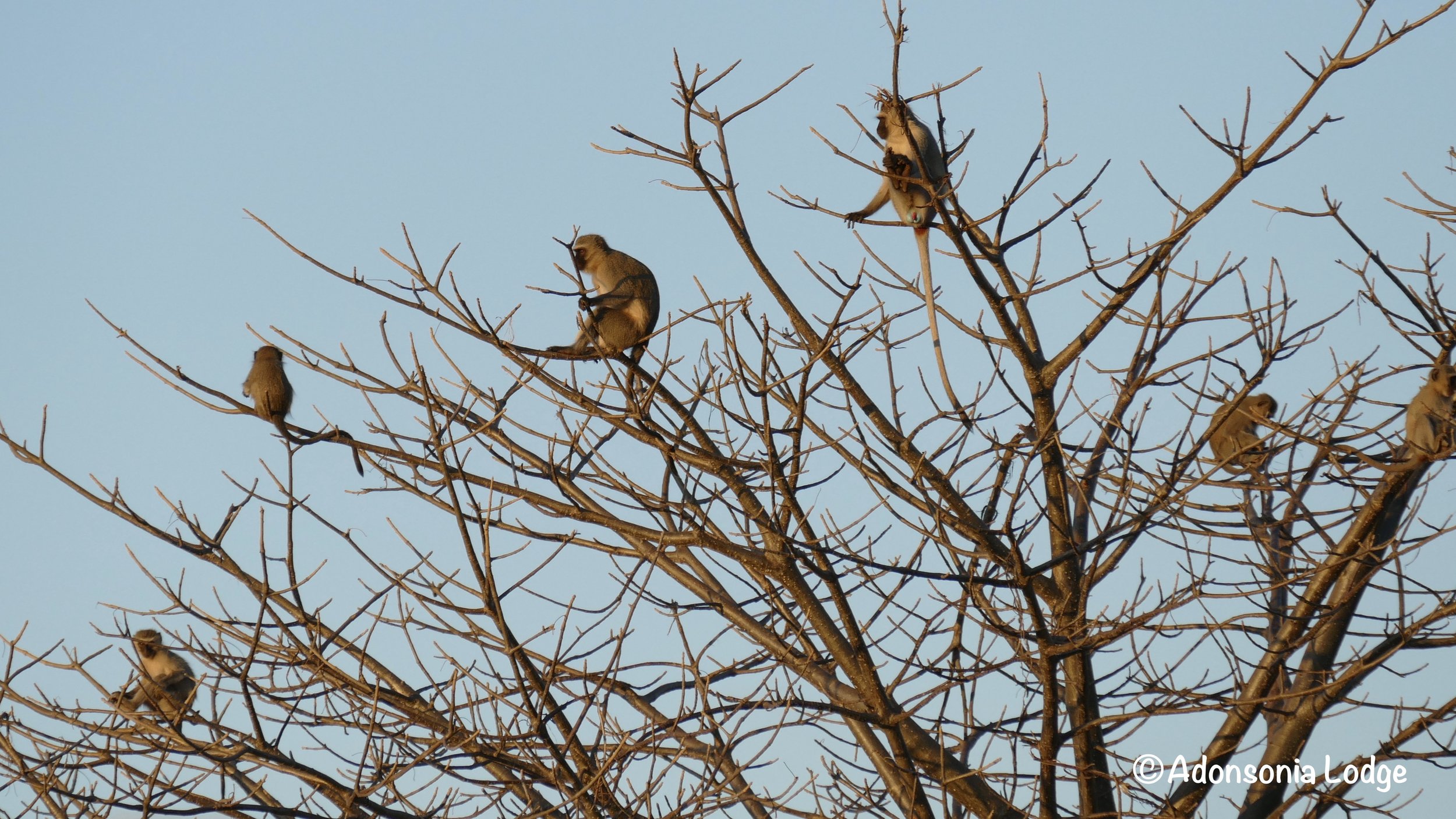 Monkeys on the lookout