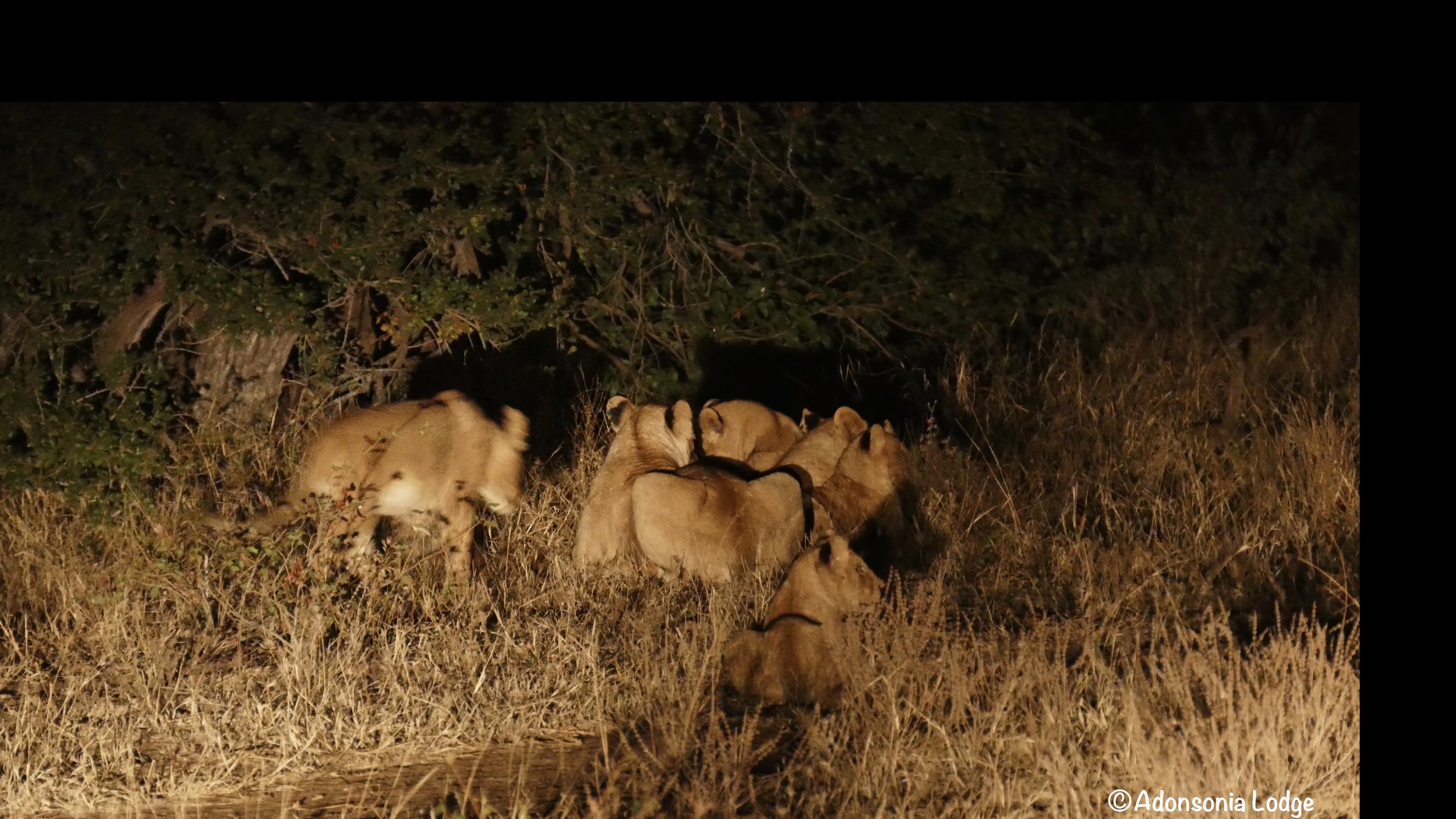 One of the lionesses with her cubs