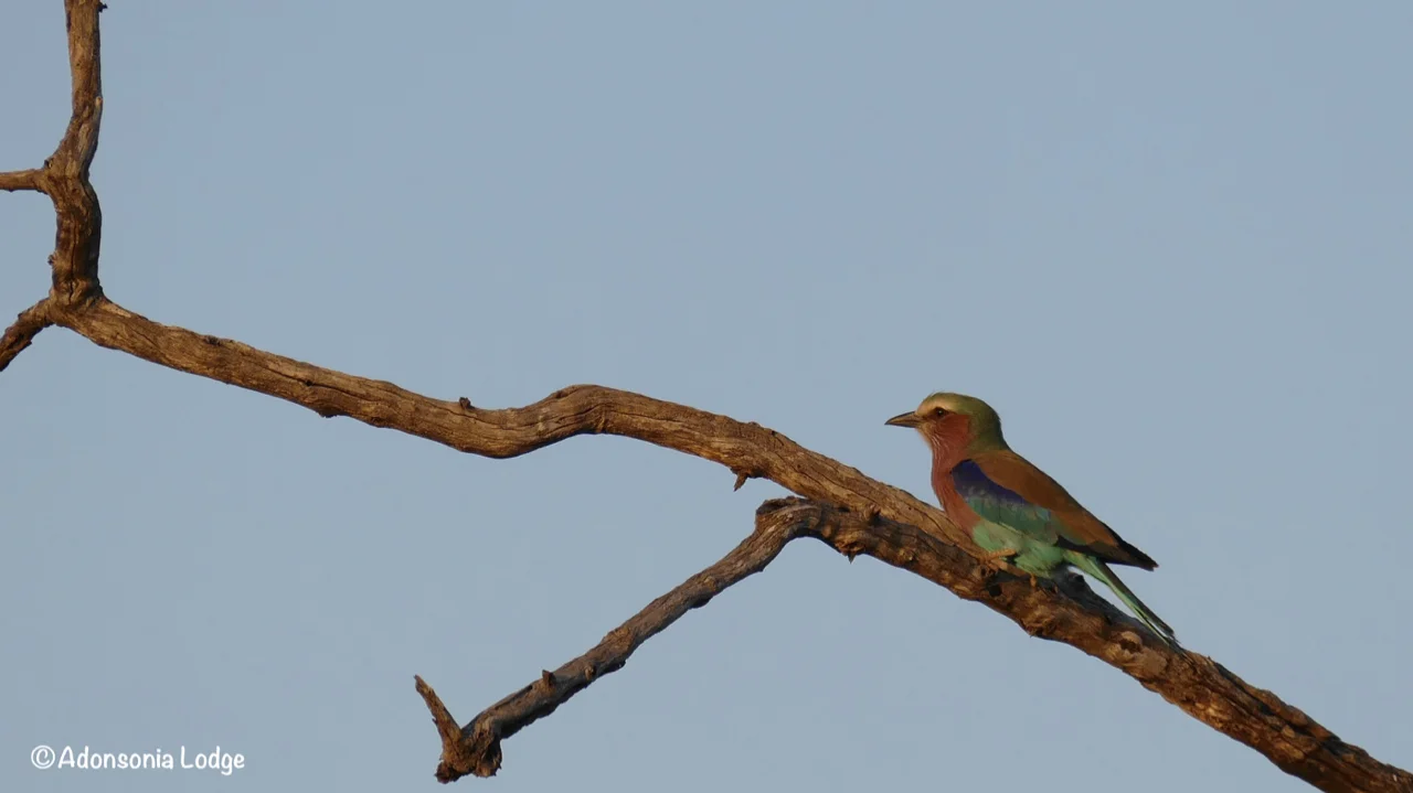Probably South Africa’s most photographed bird, the Lilac-Breasted Roller