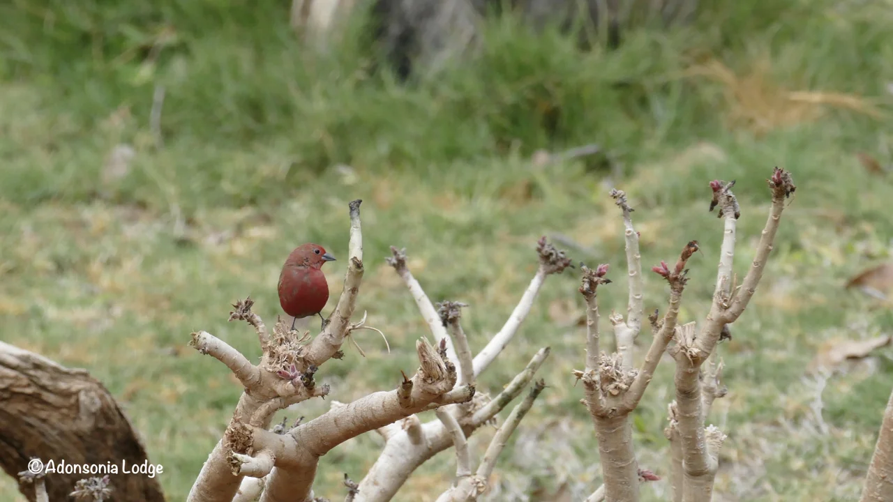 Africa’s alternative to robin redbreast, the Firefinch.