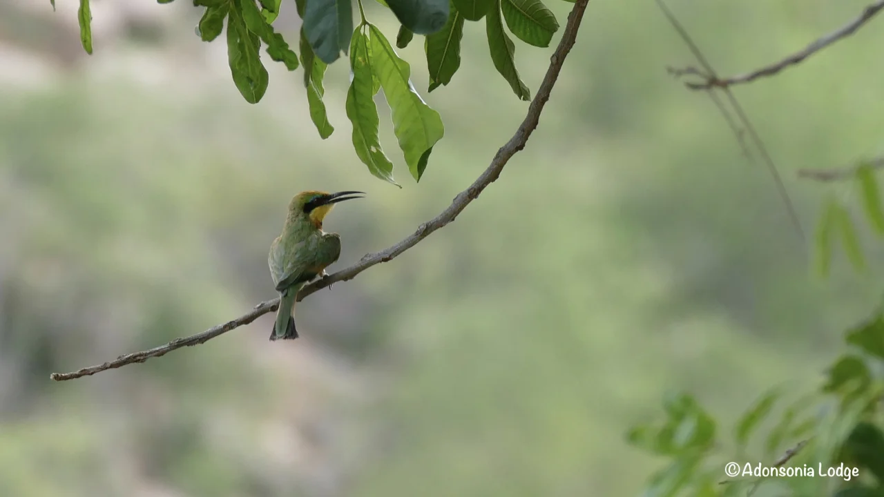 All Bee-eaters have wonderful colours, this is a Little Bee-Eater
