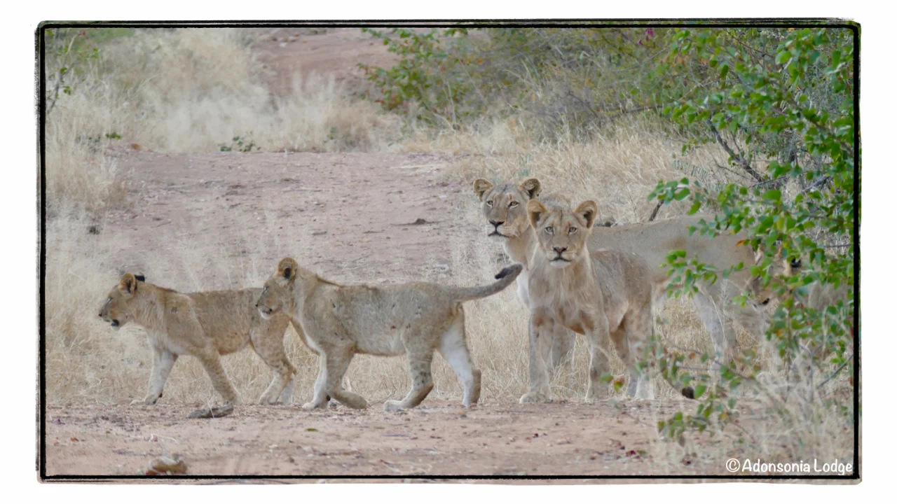Cubs crossing